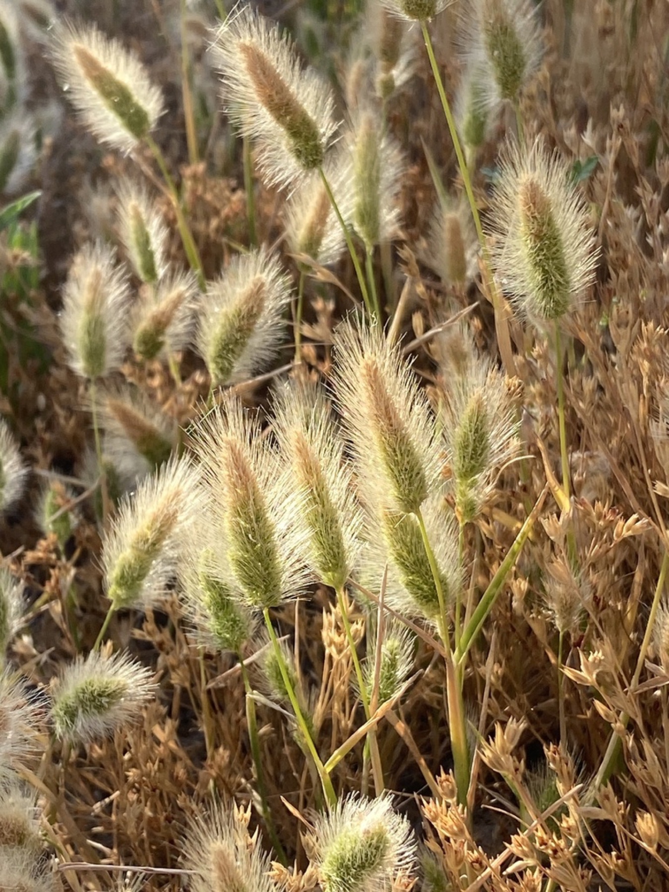 Rabbitfoot Grass — photo 11
