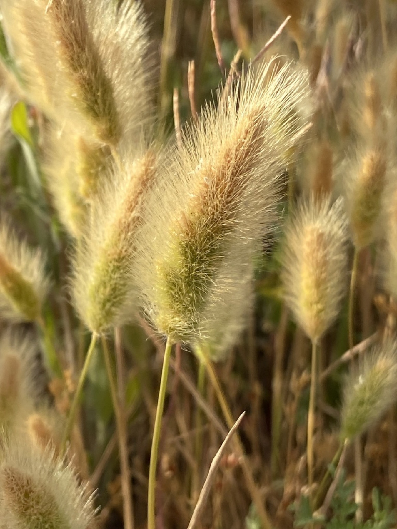 Rabbitfoot Grass — photo 12