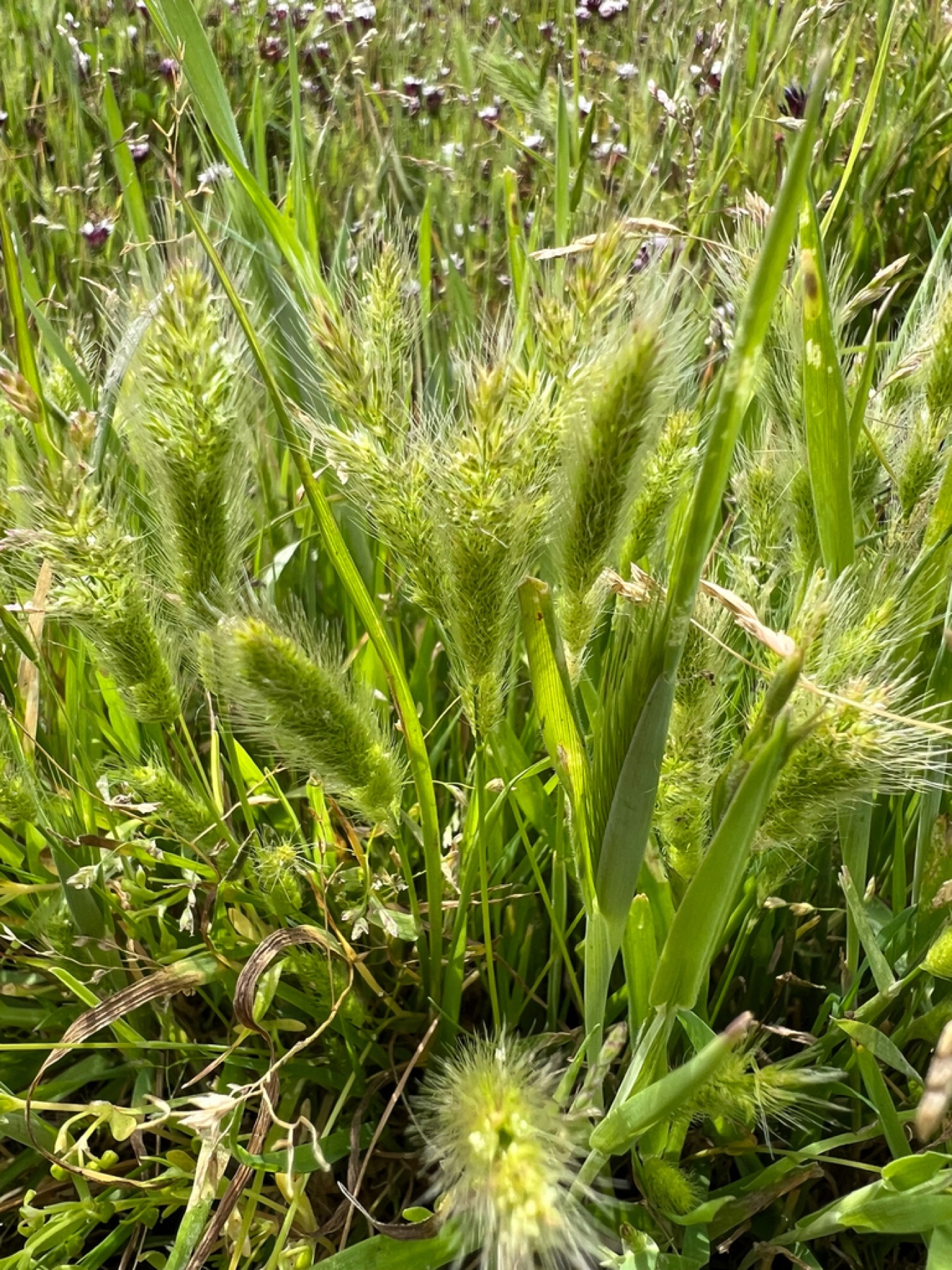 Rabbitfoot Grass — photo 13