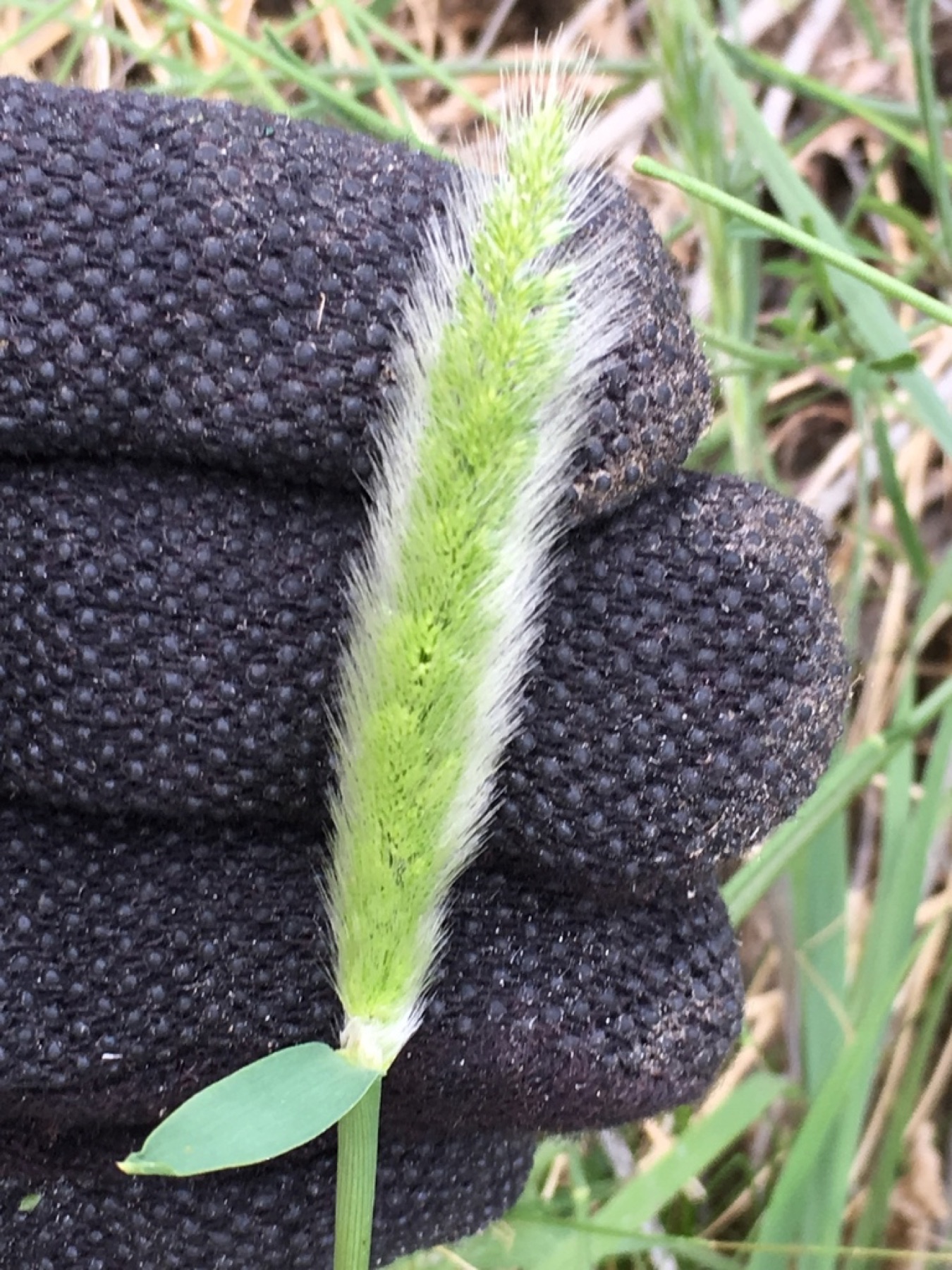 Rabbitfoot Grass — photo 14