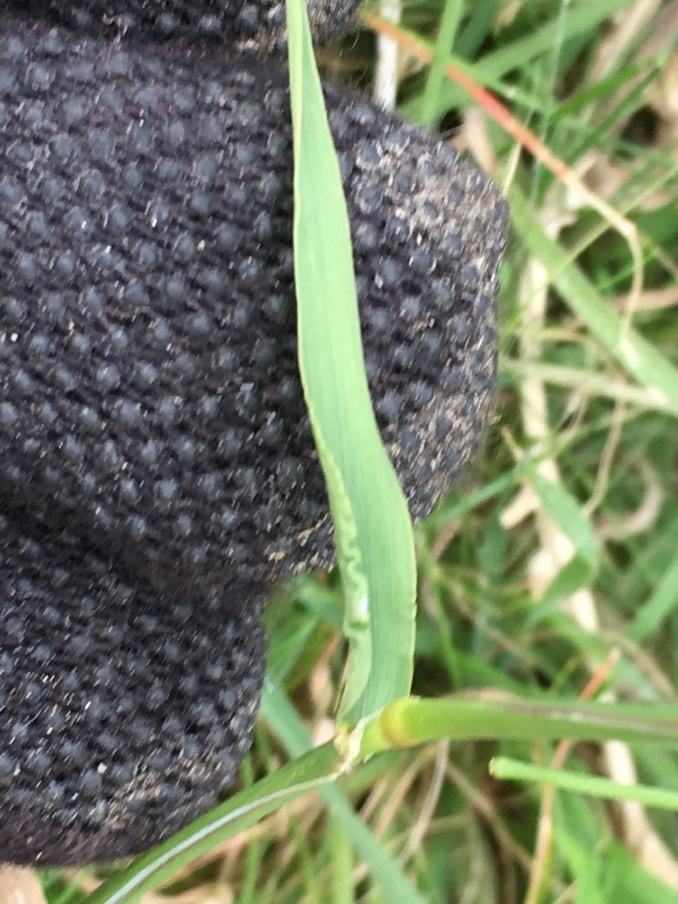 Rabbitfoot Grass — photo 15