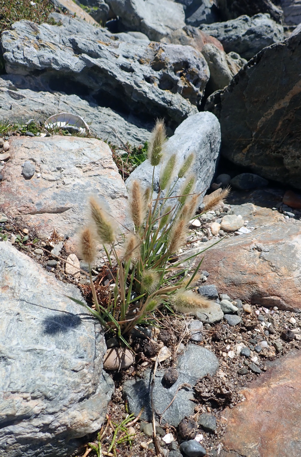 Rabbitfoot Grass — photo 16