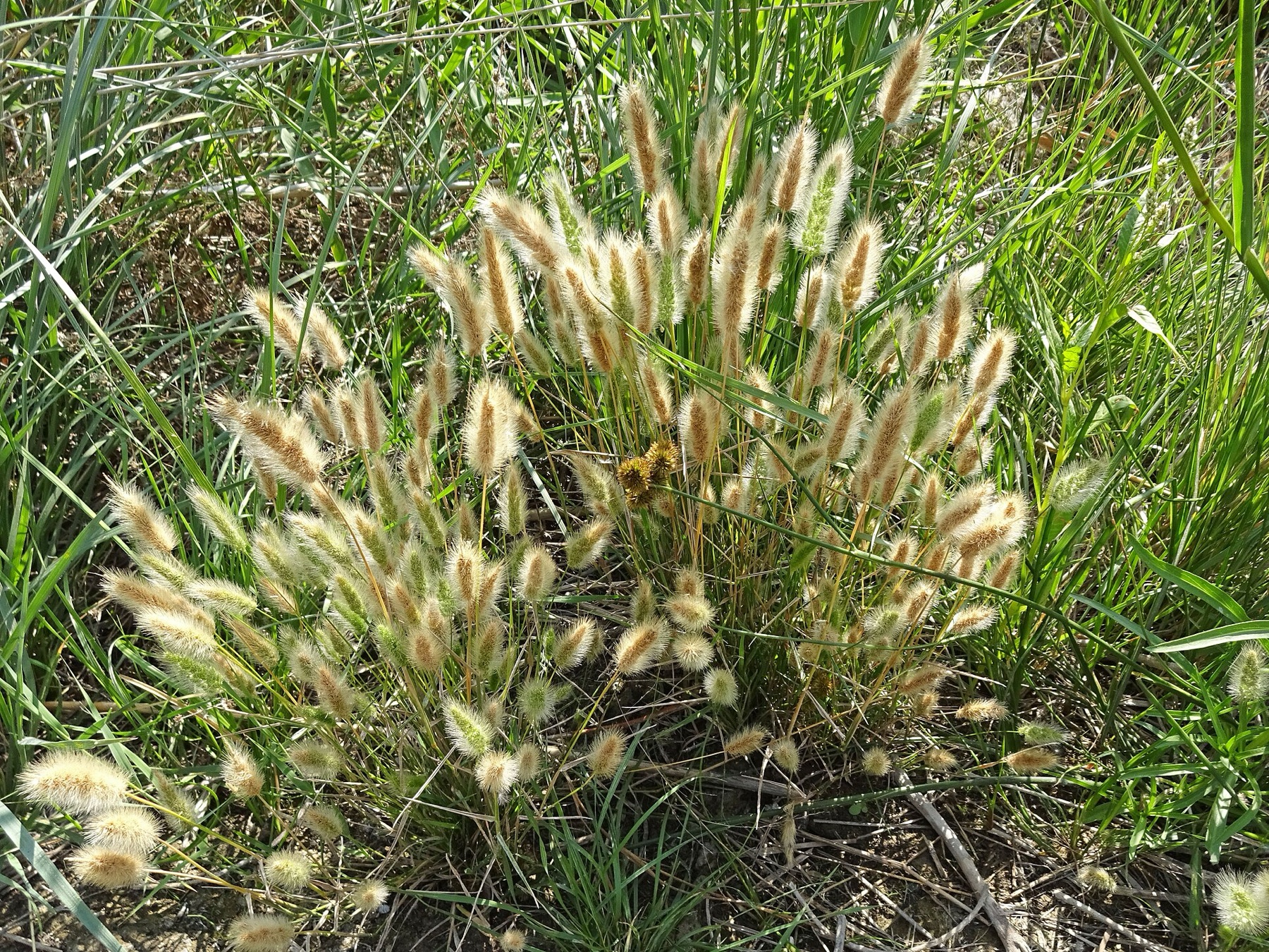 Rabbitfoot Grass — photo 17