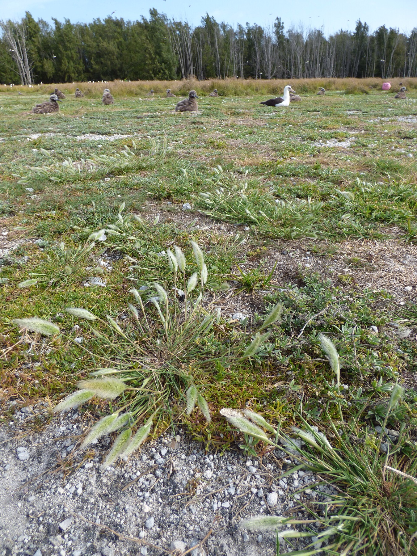 Rabbitfoot Grass — photo 18
