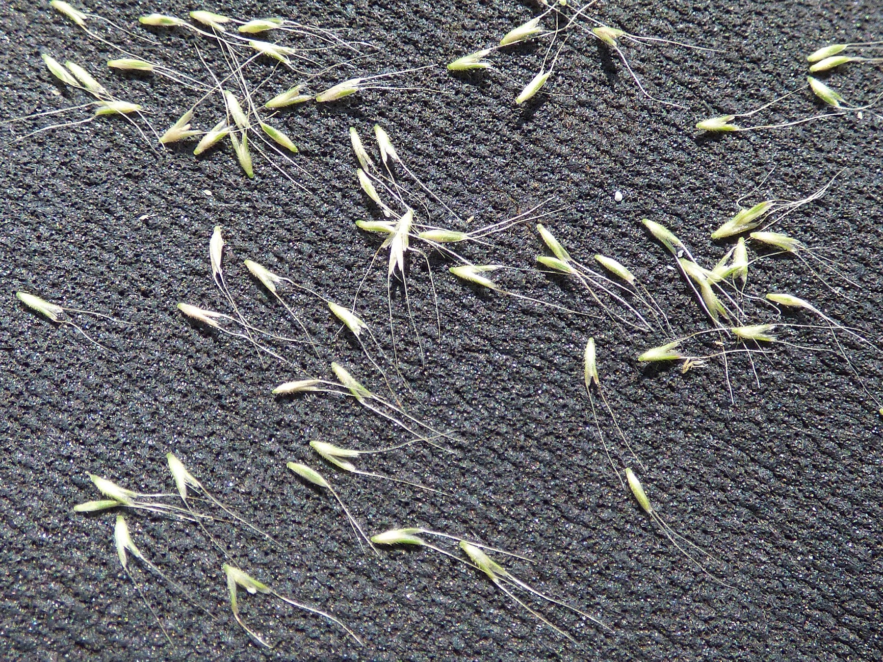 Rabbitfoot Grass — photo 19