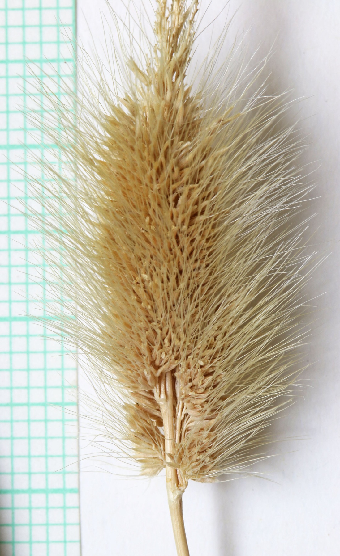Rabbitfoot Grass — photo 20