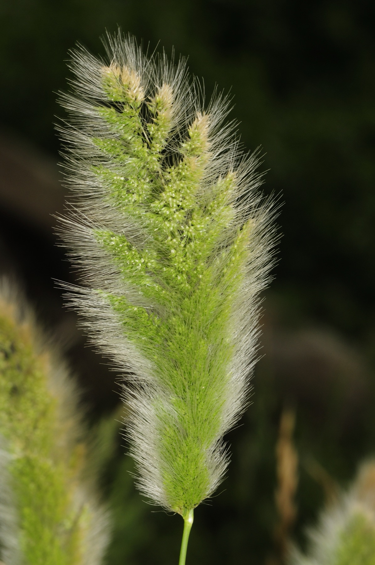 Rabbitfoot Grass — photo 21