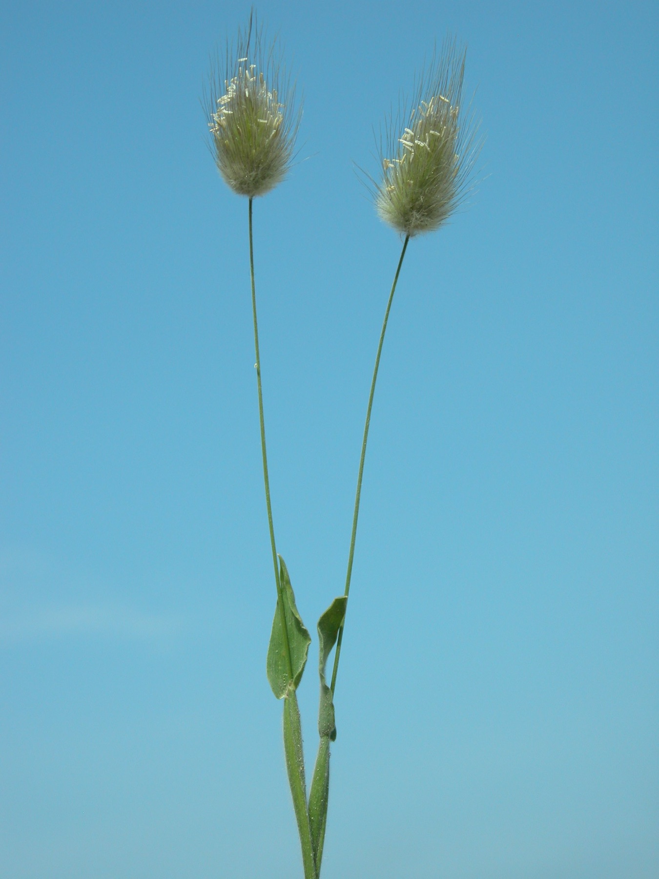 Rabbitfoot Grass — photo 22