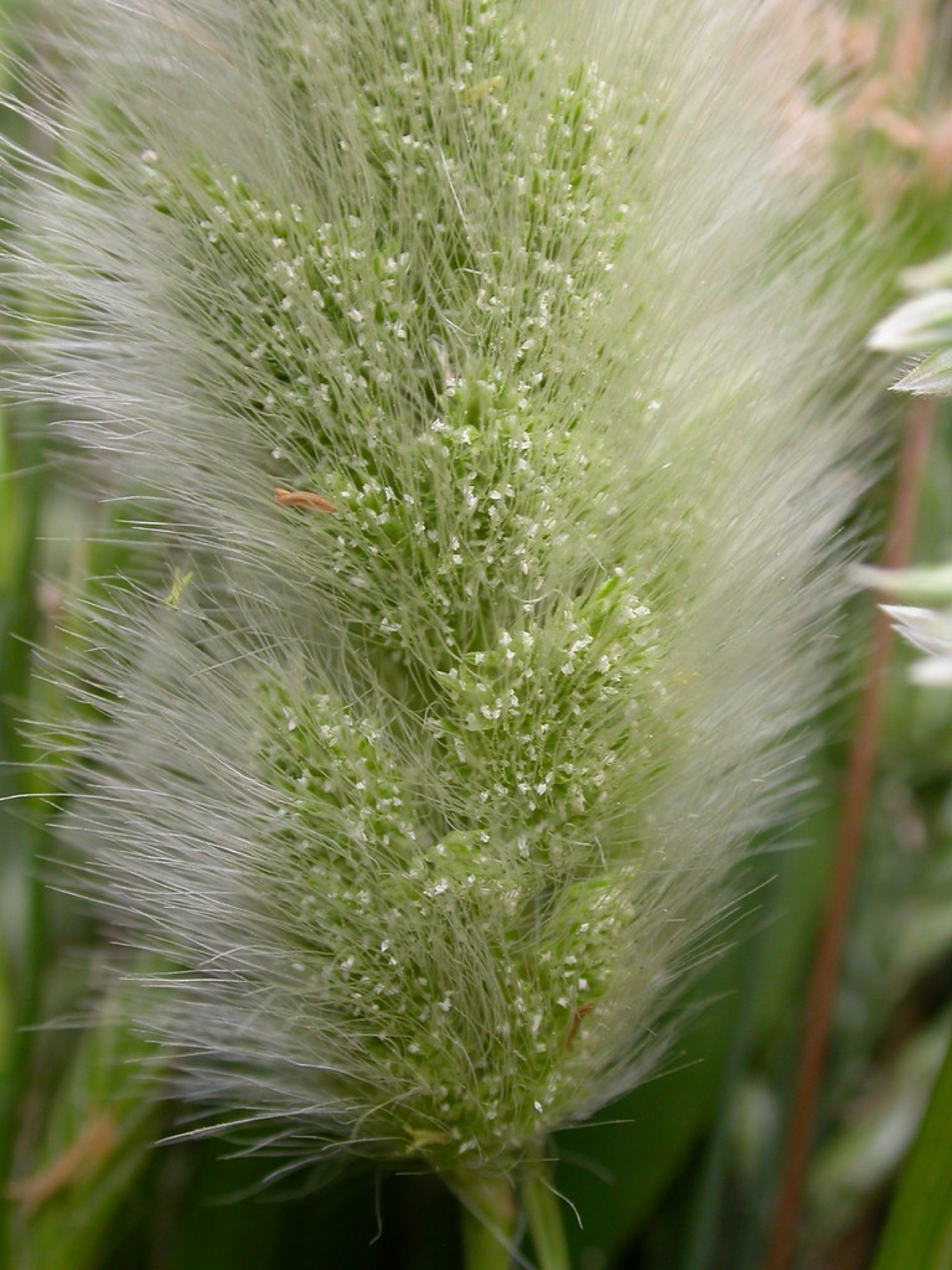 Rabbitfoot Grass — photo 23