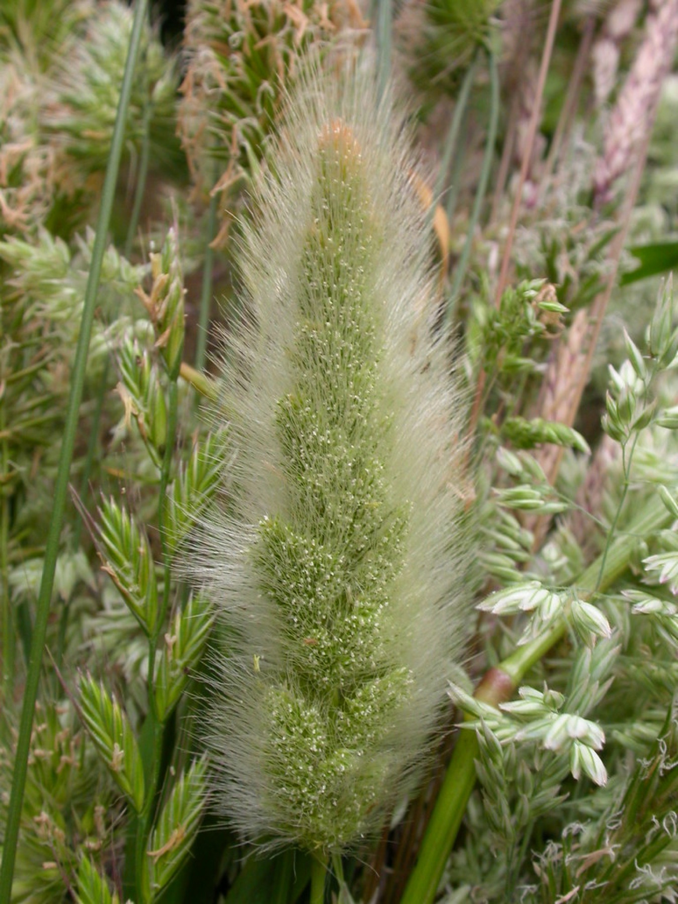 Rabbitfoot Grass — photo 24
