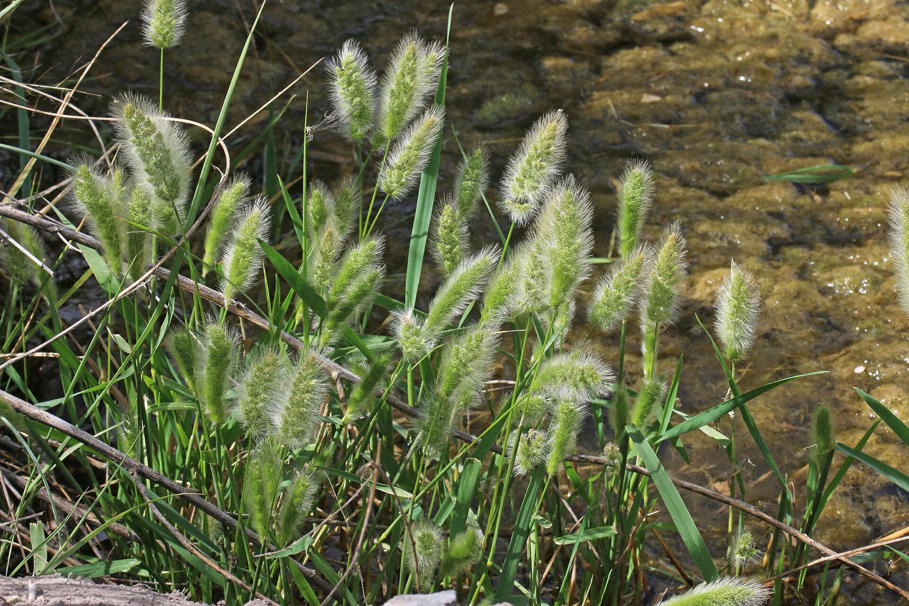 Rabbitfoot Grass