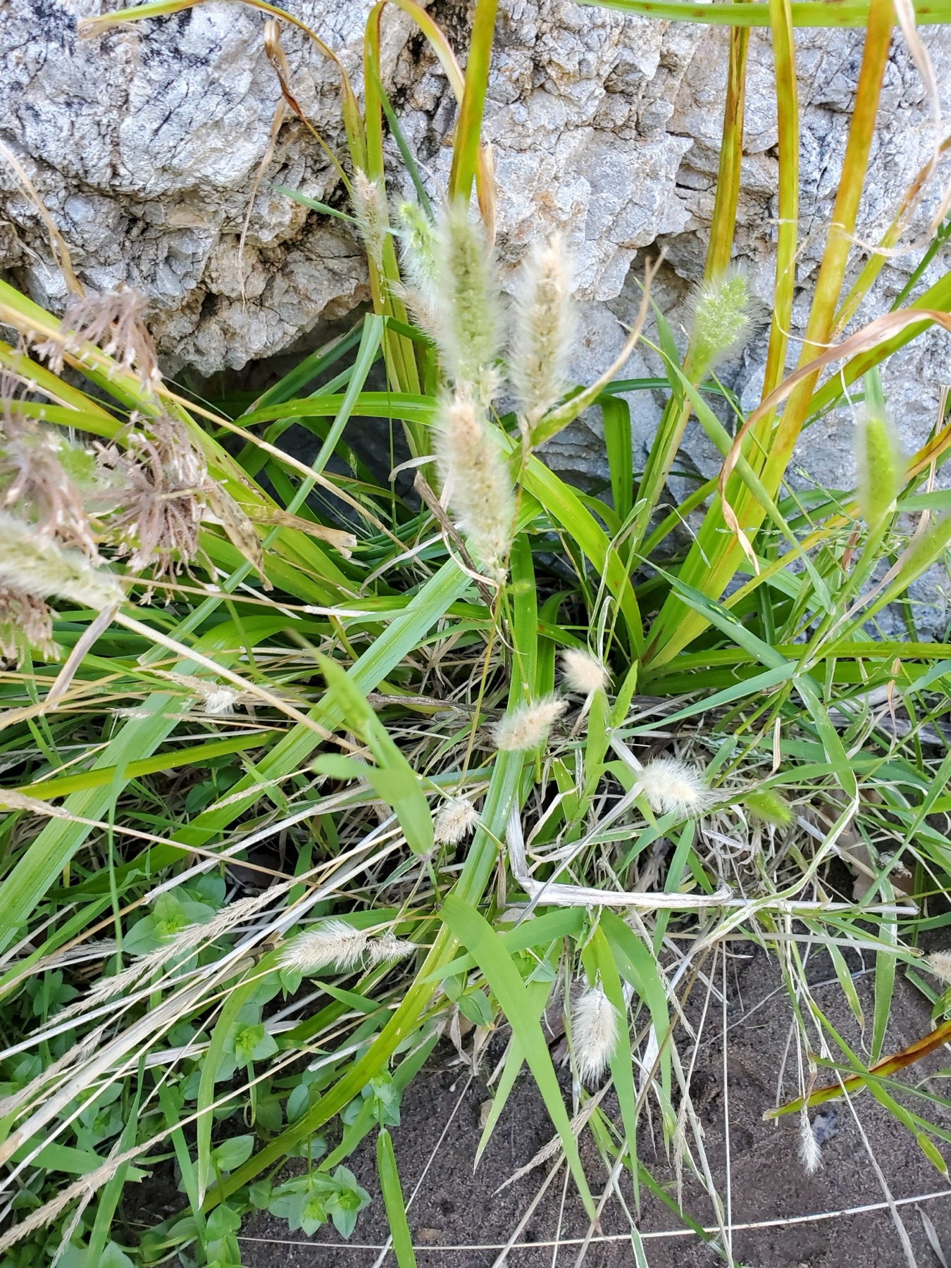 Rabbitfoot Grass — photo 2