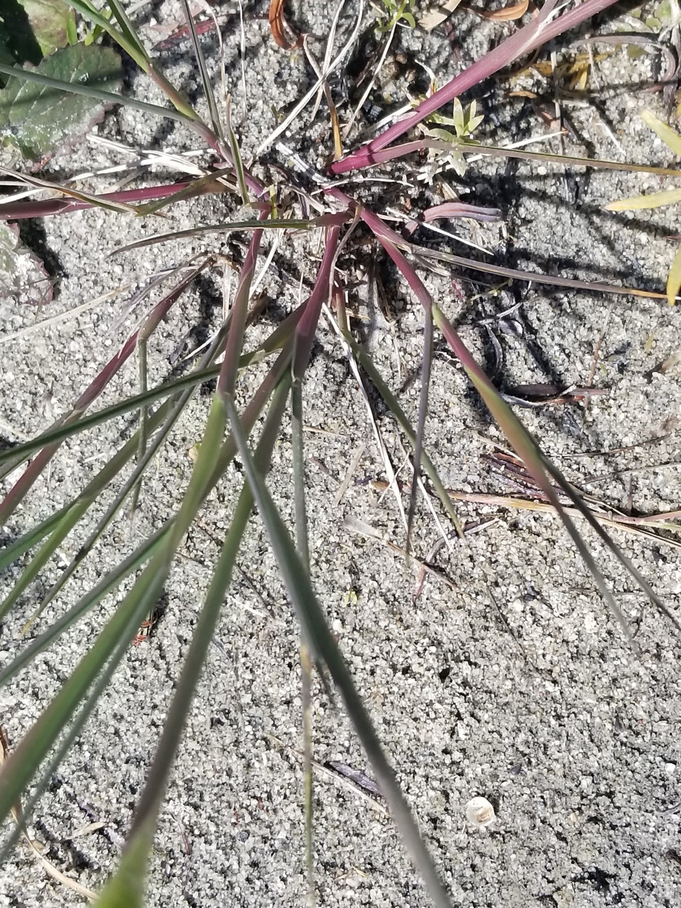 Rabbitfoot Grass — photo 3