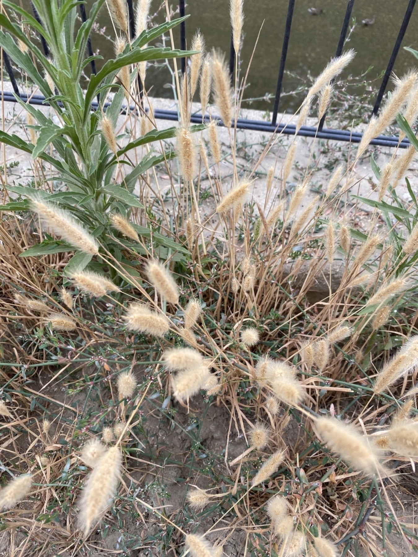 Rabbitfoot Grass — photo 4