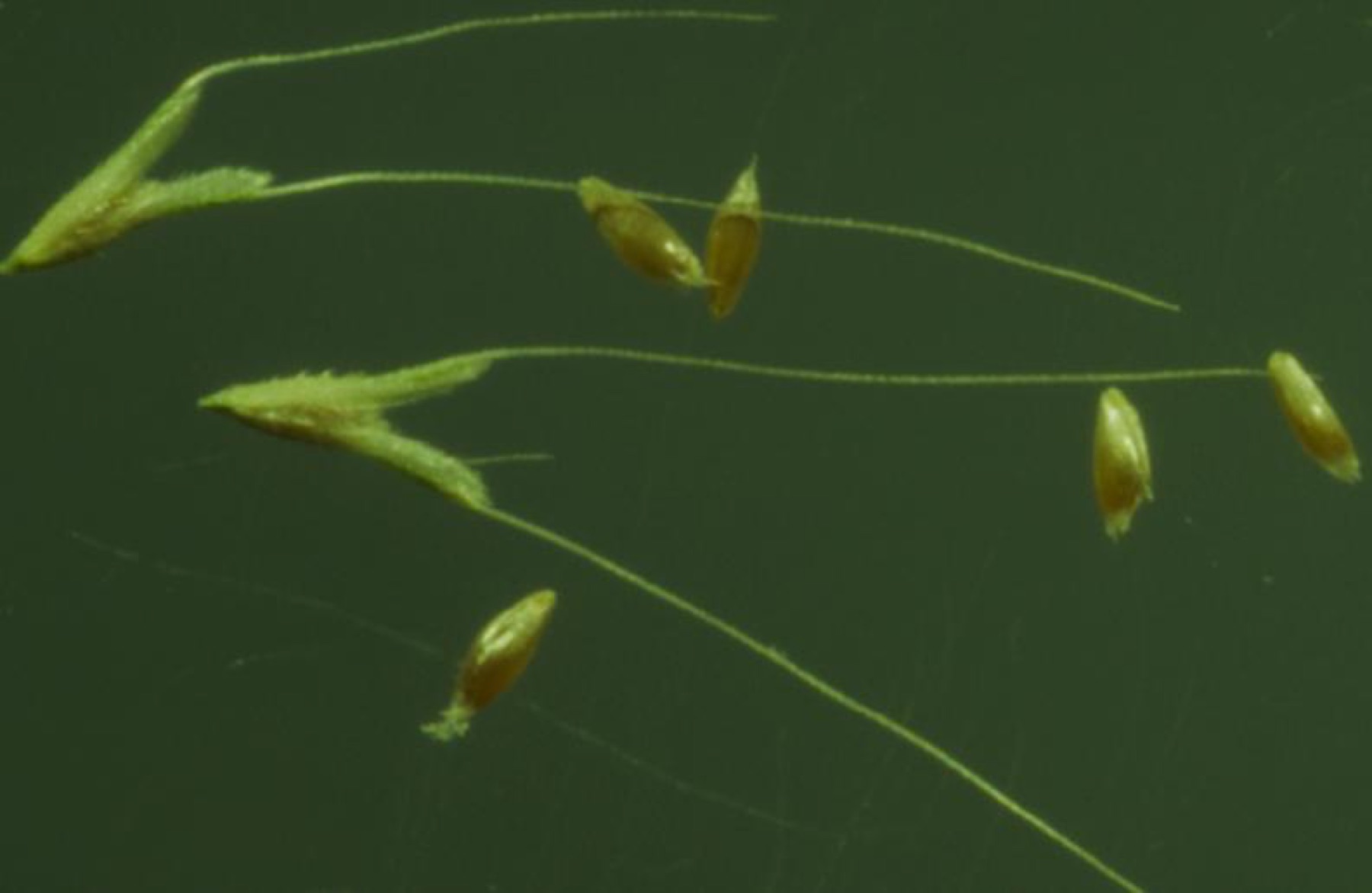 Rabbitfoot Grass — photo 5