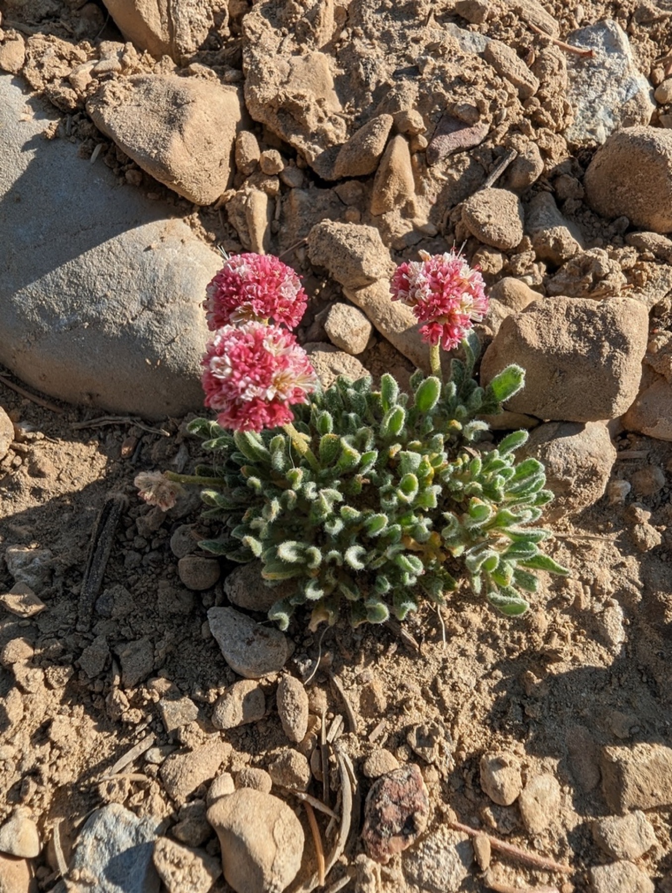 Raspberry Buckwheat — photo 6