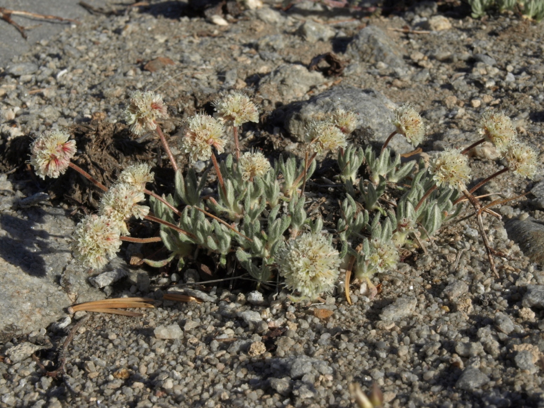 Raspberry Buckwheat — photo 7