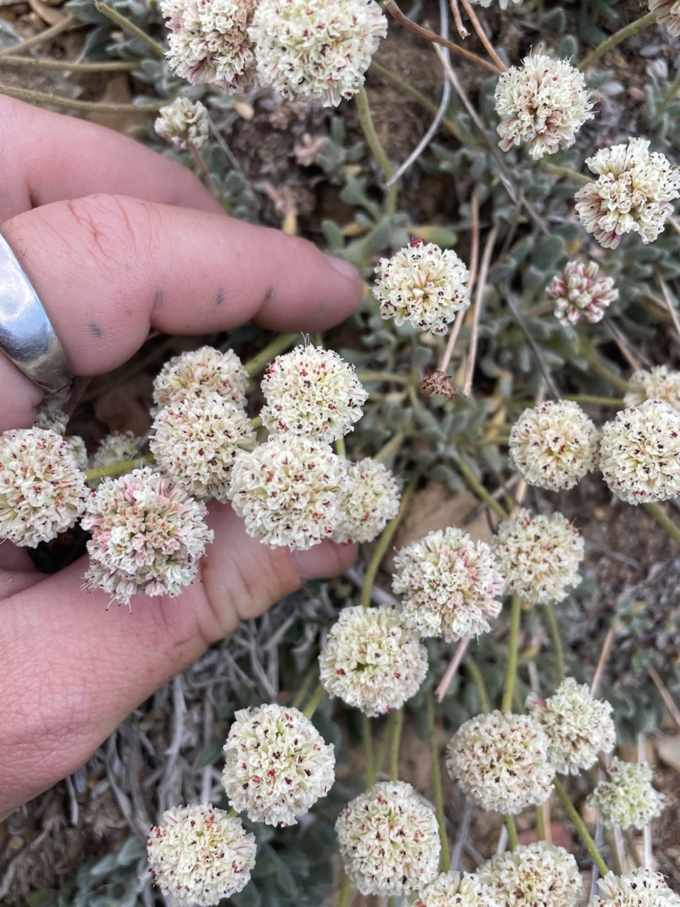 Raspberry Buckwheat — photo 8