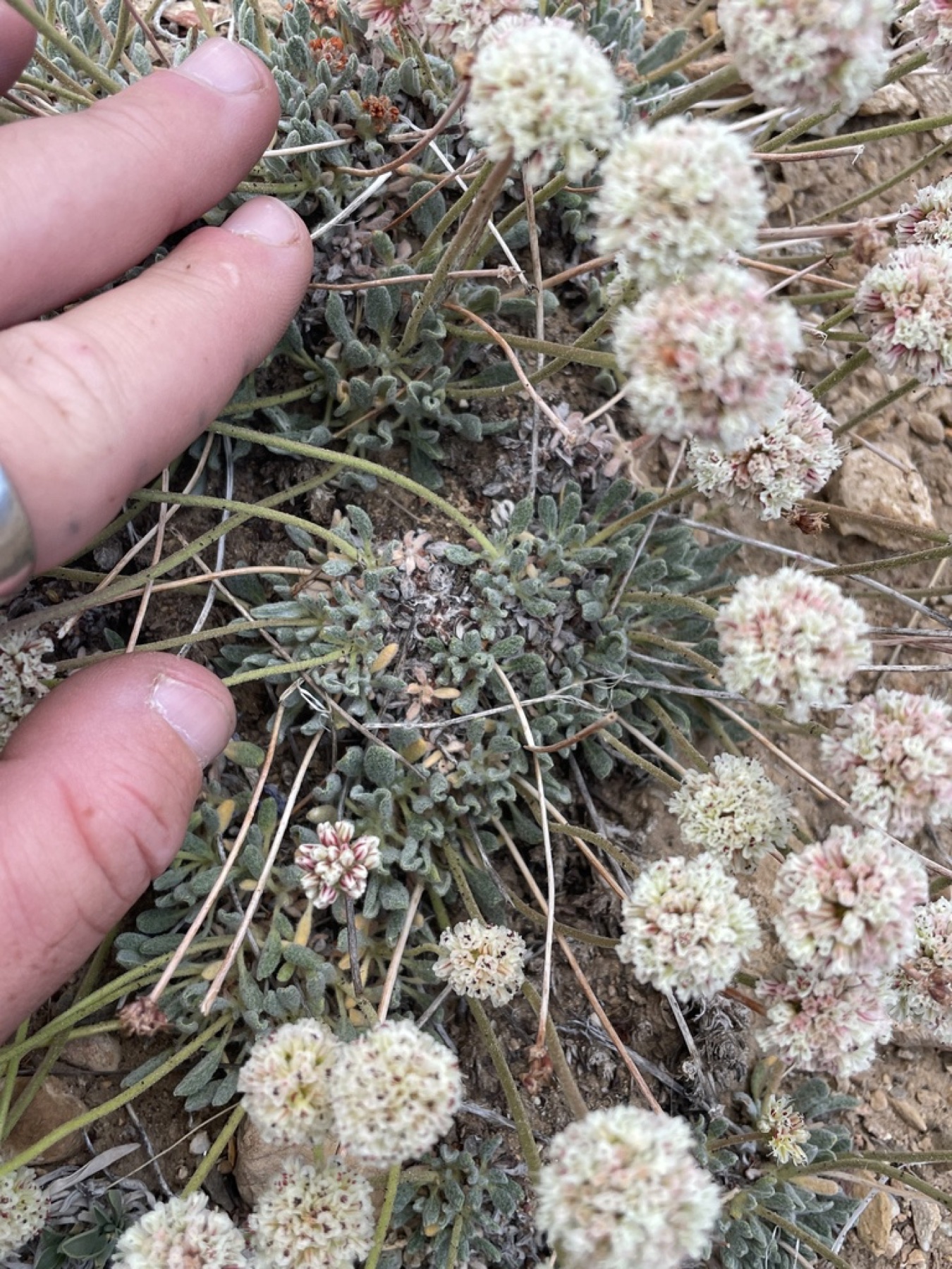 Raspberry Buckwheat — photo 9