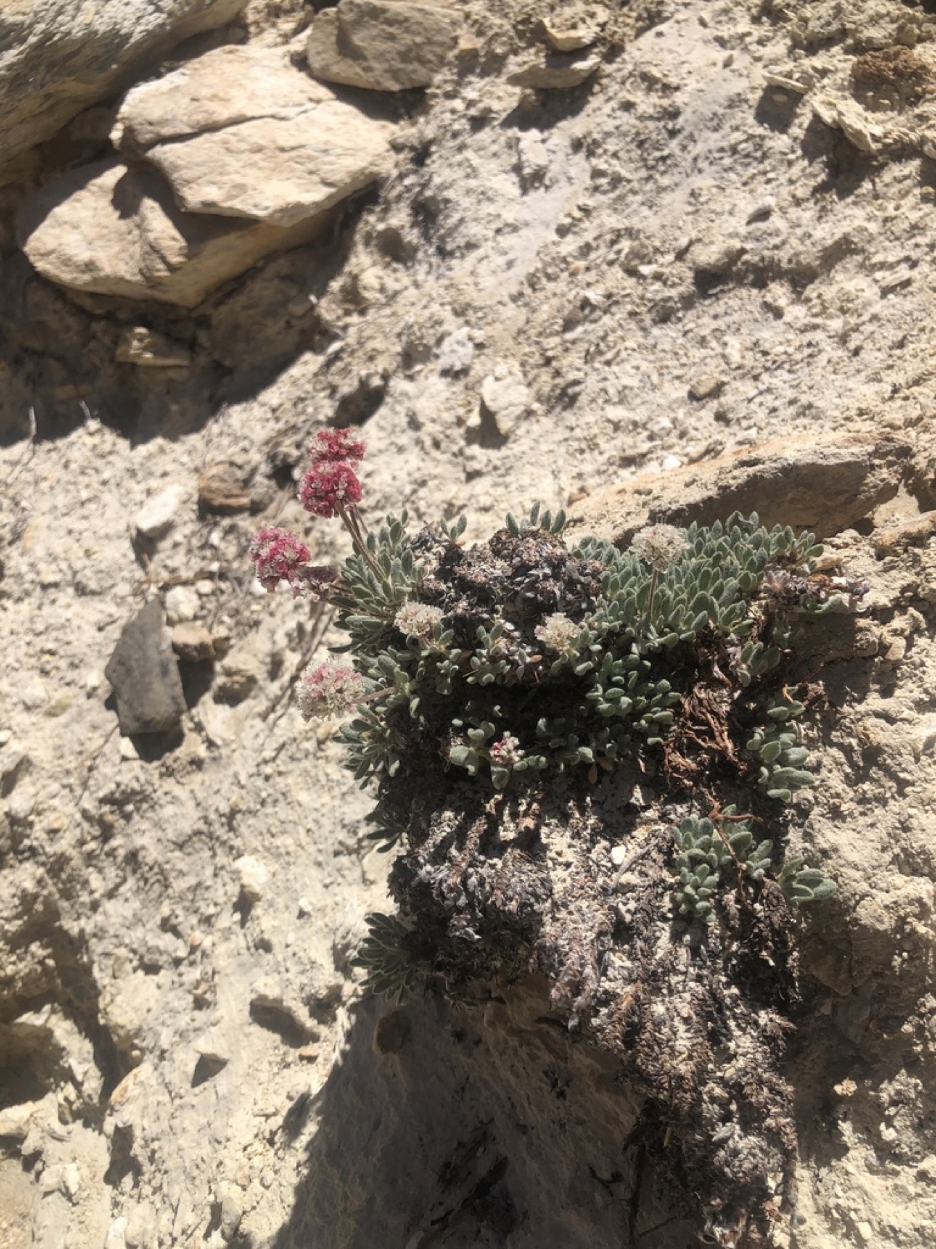 Raspberry Buckwheat — photo 10