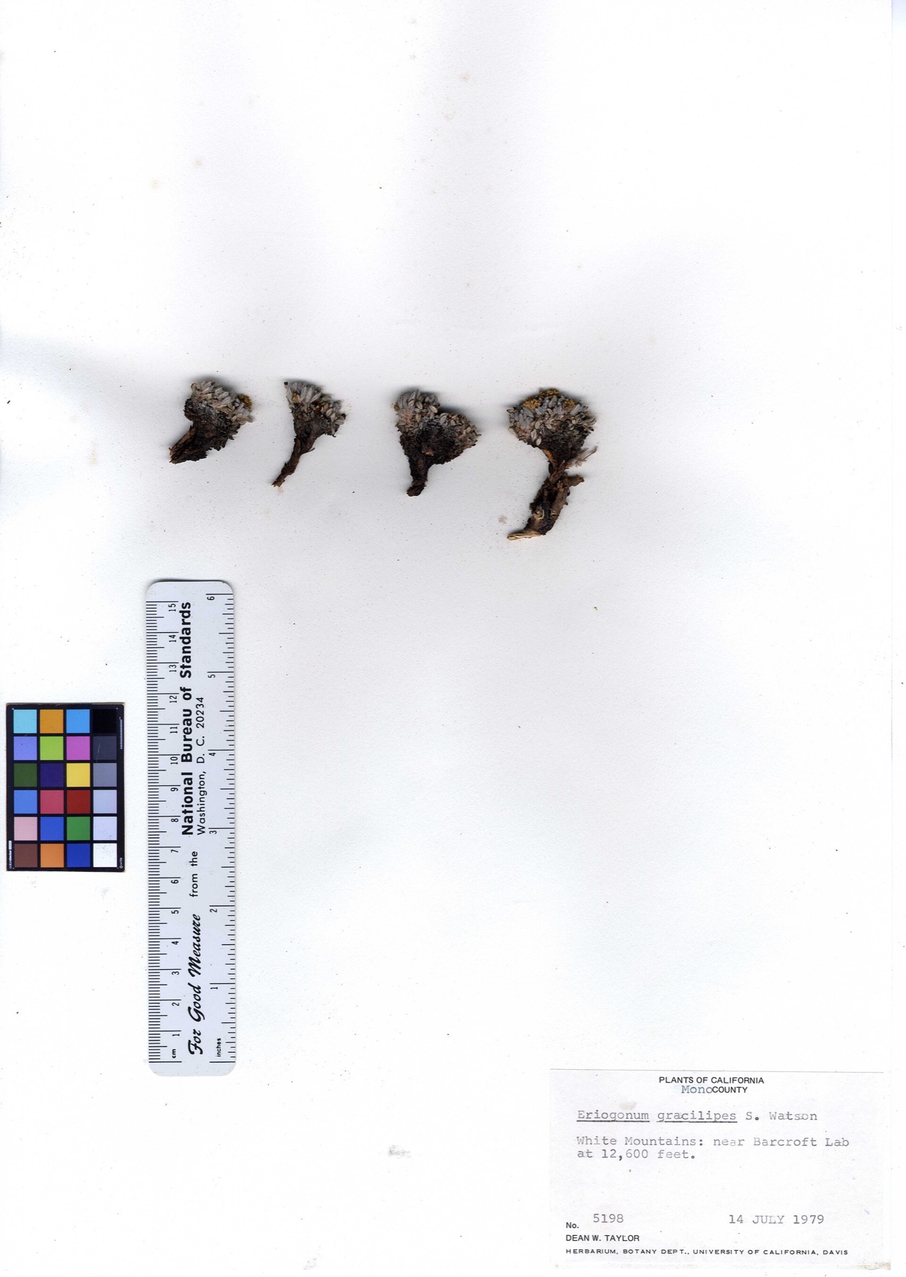 Raspberry Buckwheat — photo 12