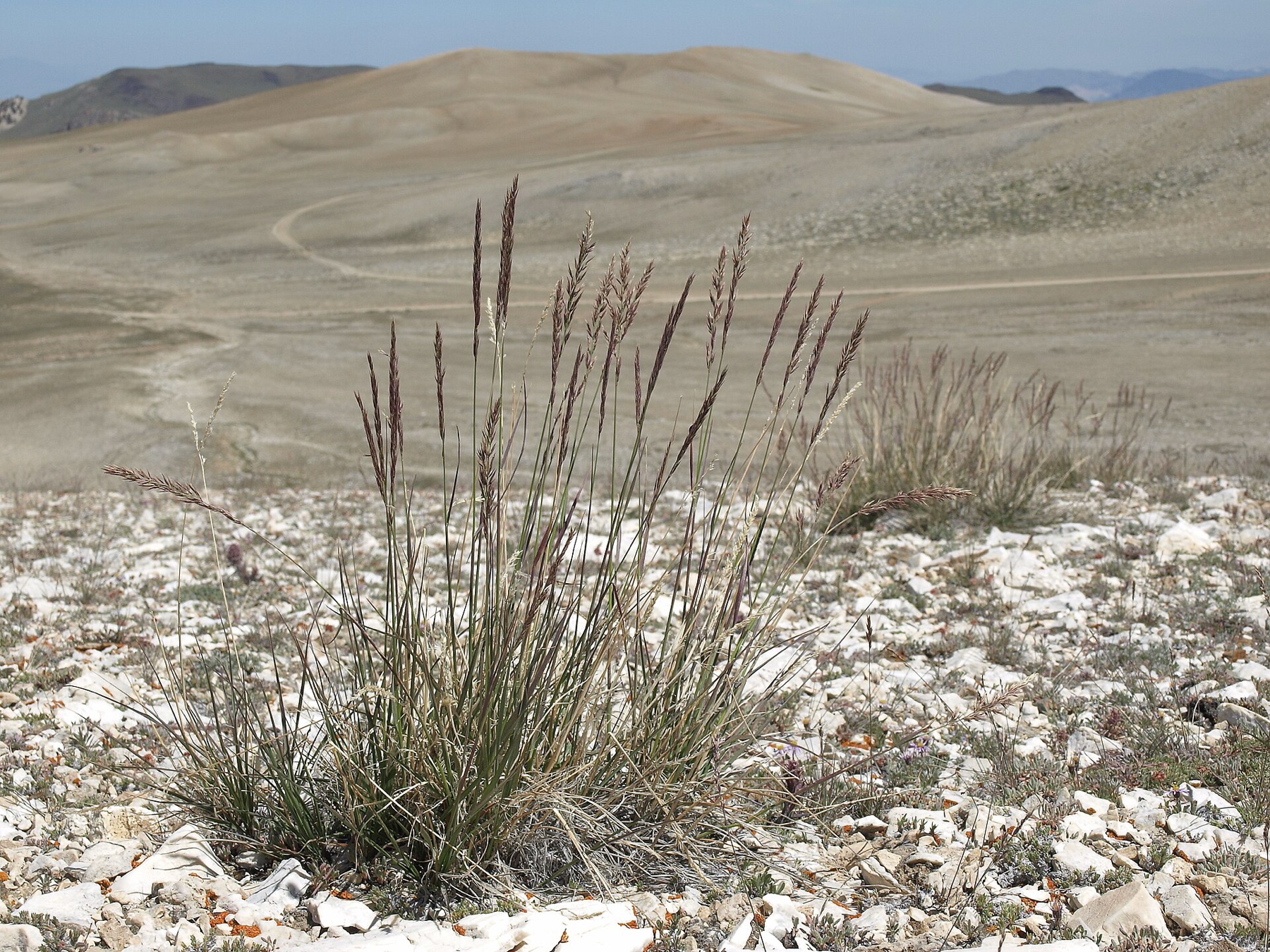 Raspberry Buckwheat — photo 14