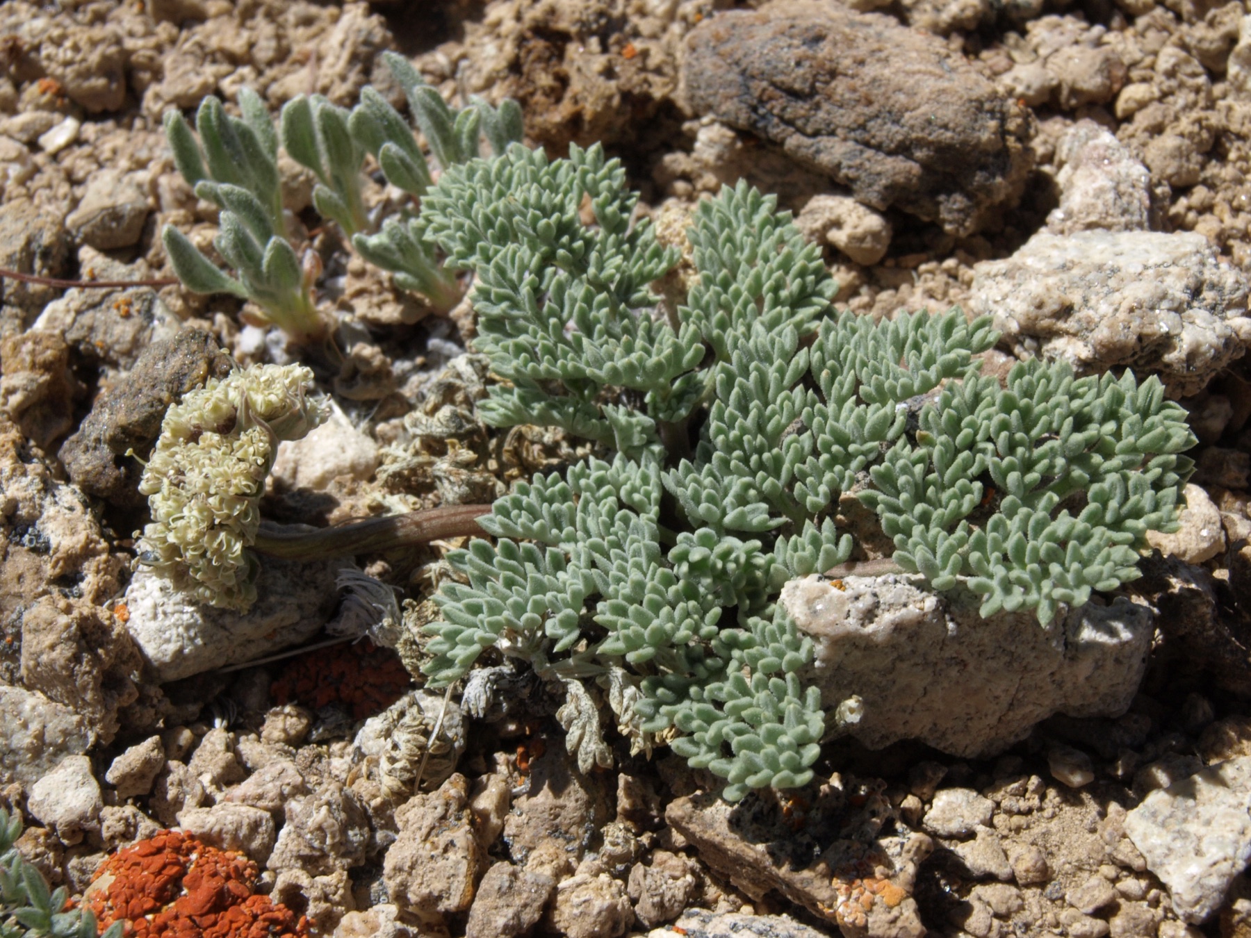 Raspberry Buckwheat — photo 16