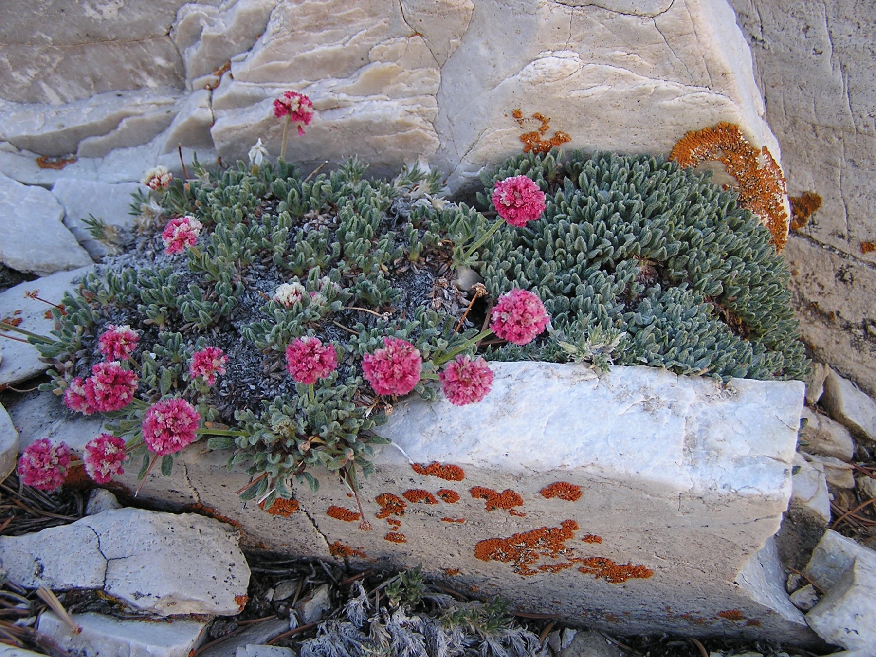 Raspberry Buckwheat — photo 17