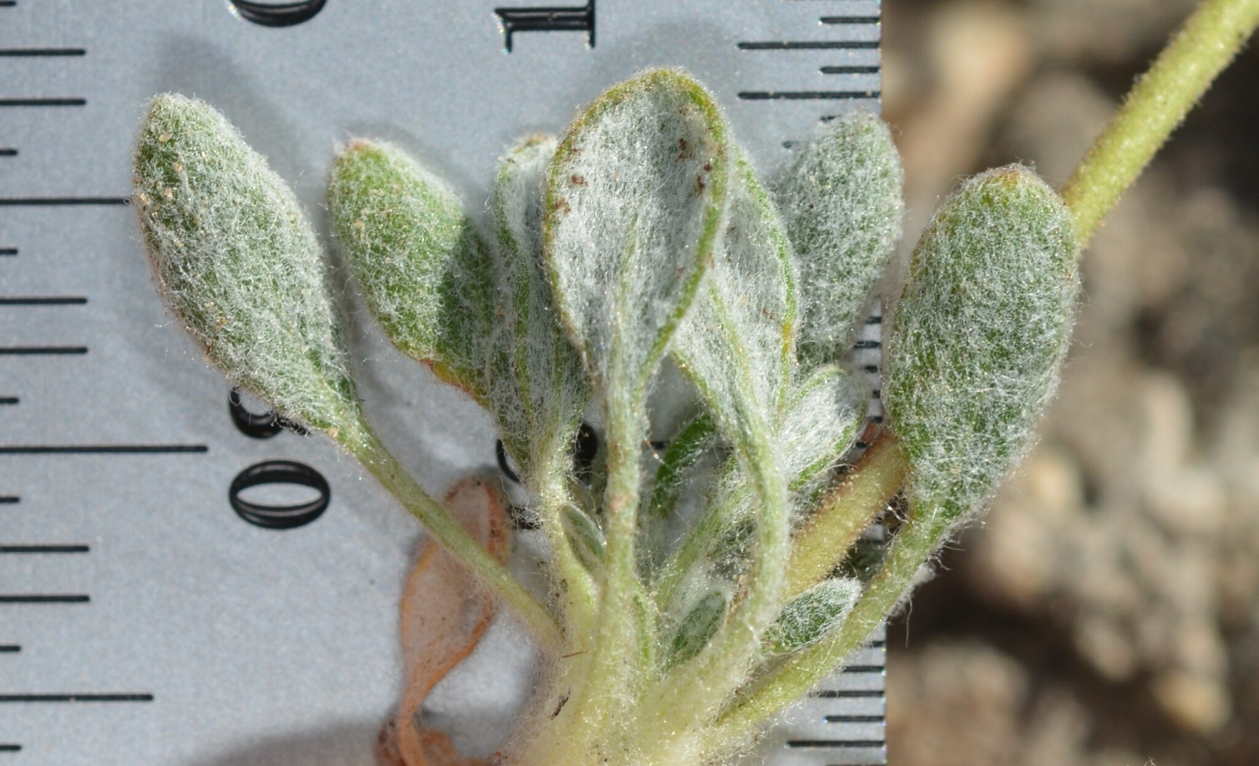 Raspberry Buckwheat — photo 18