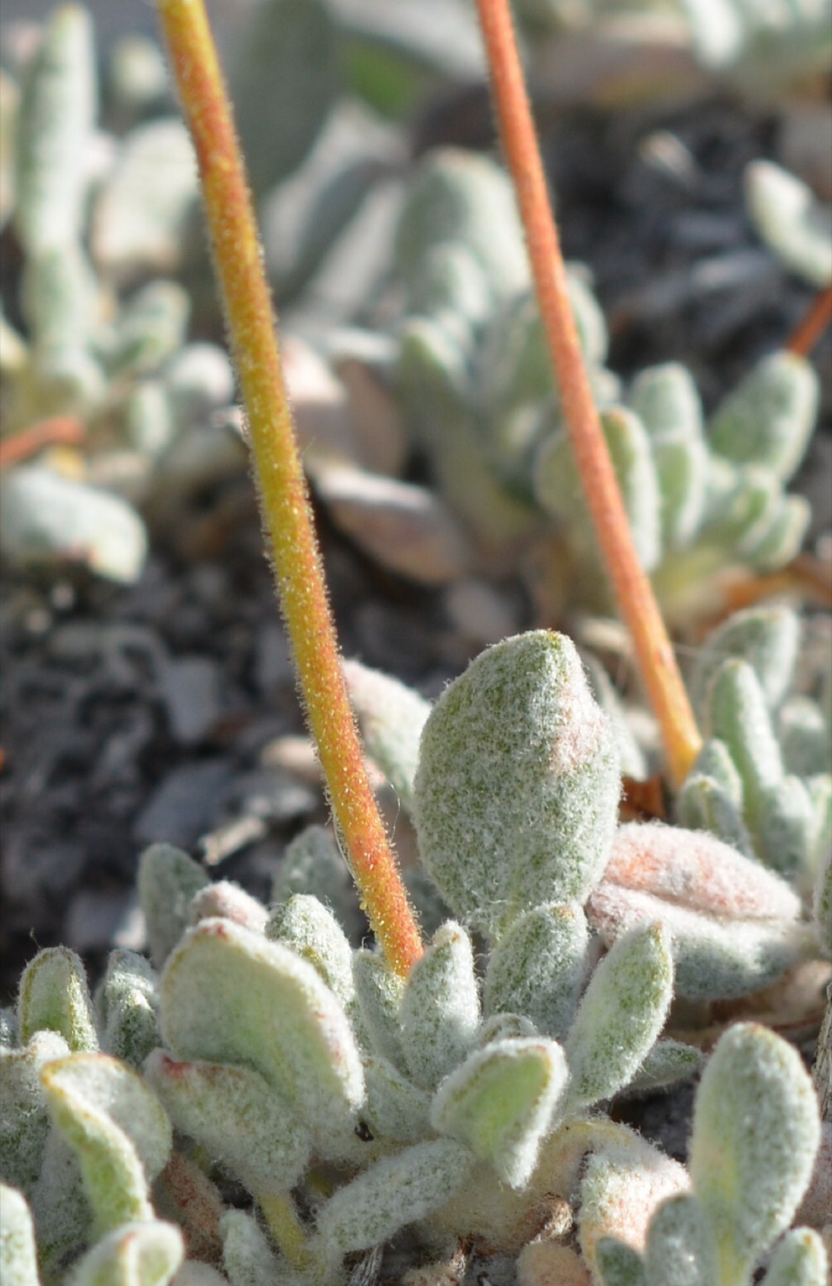 Raspberry Buckwheat — photo 19