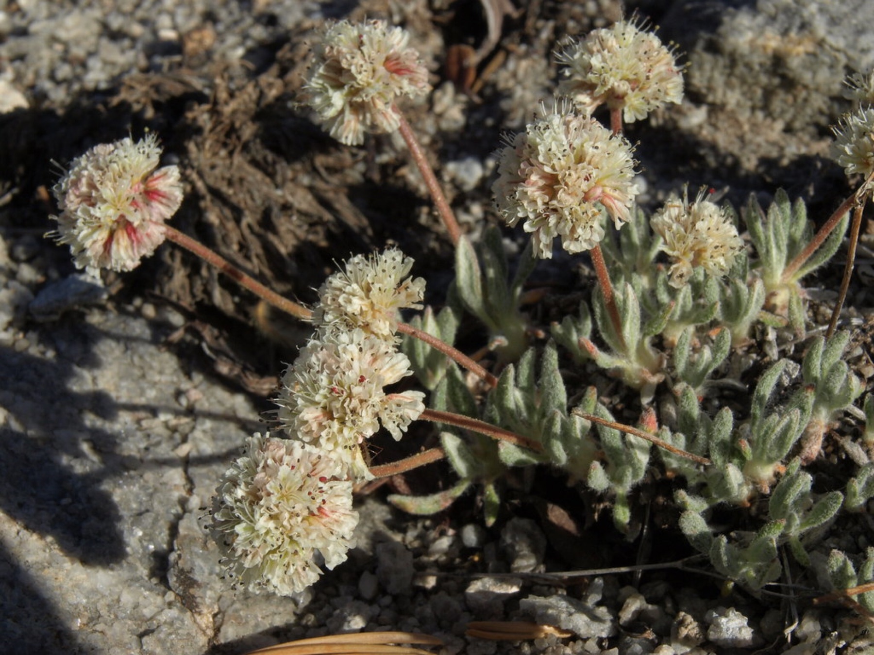 Raspberry Buckwheat — photo 21