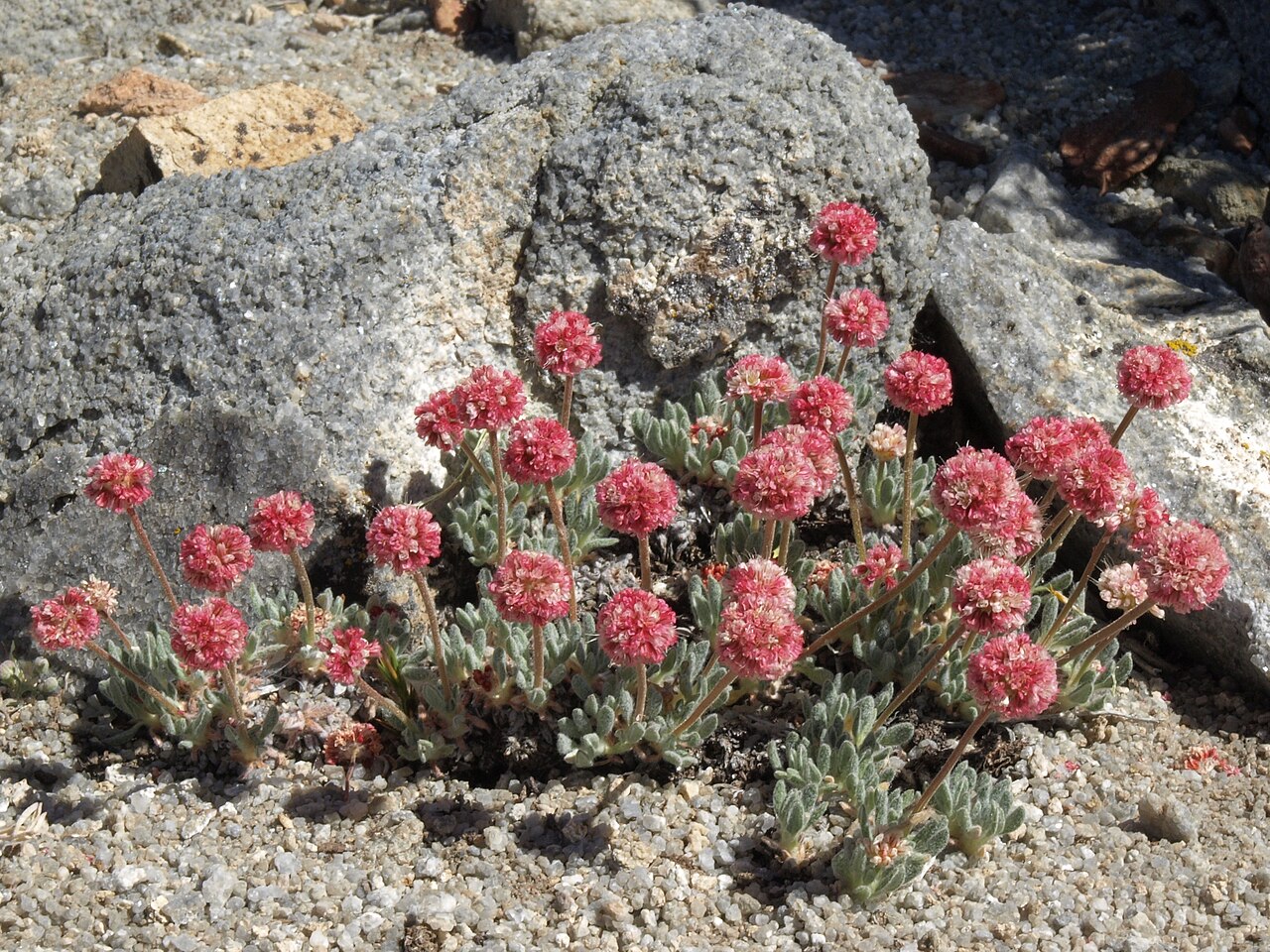 Raspberry Buckwheat — photo 24
