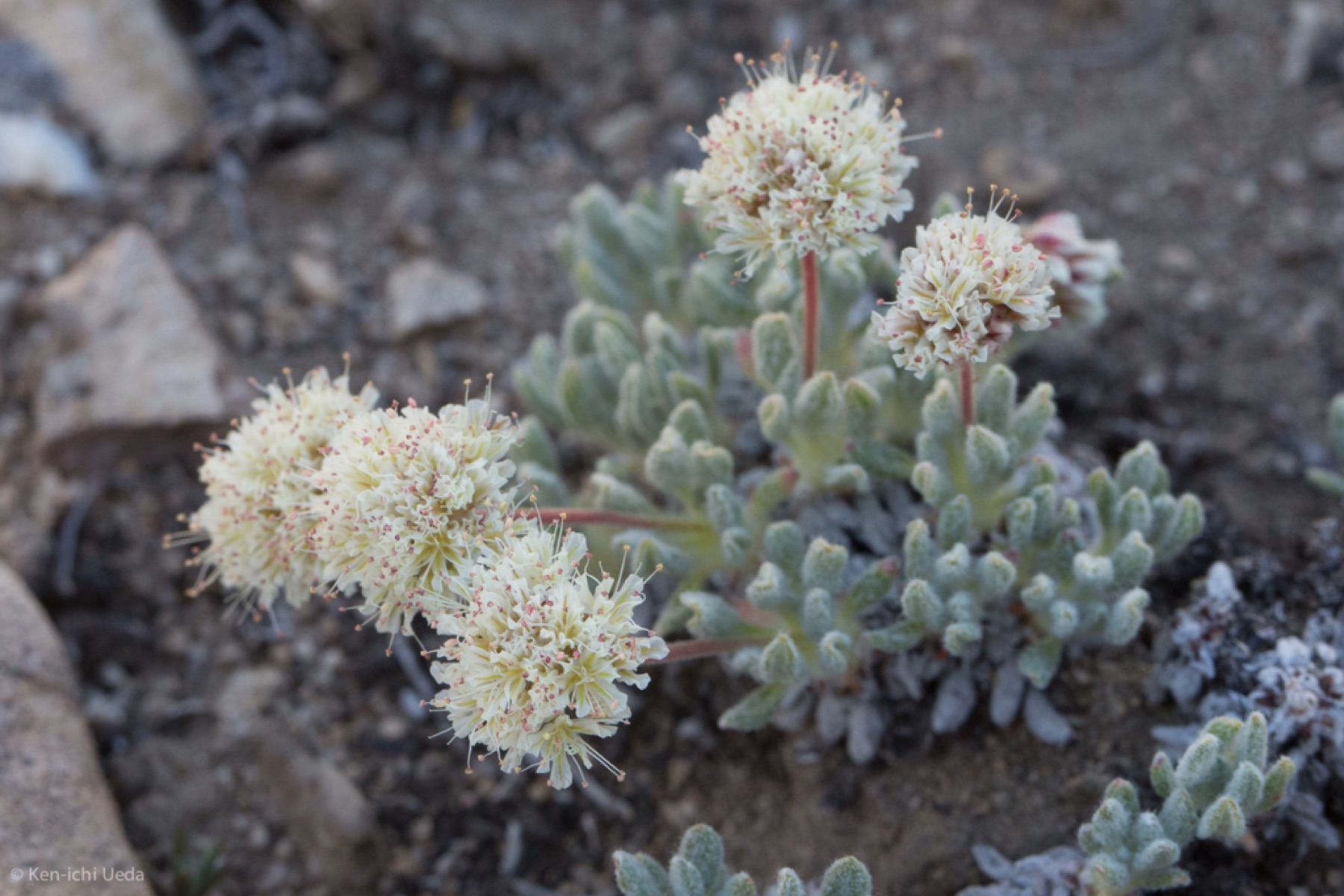Raspberry Buckwheat — photo 2
