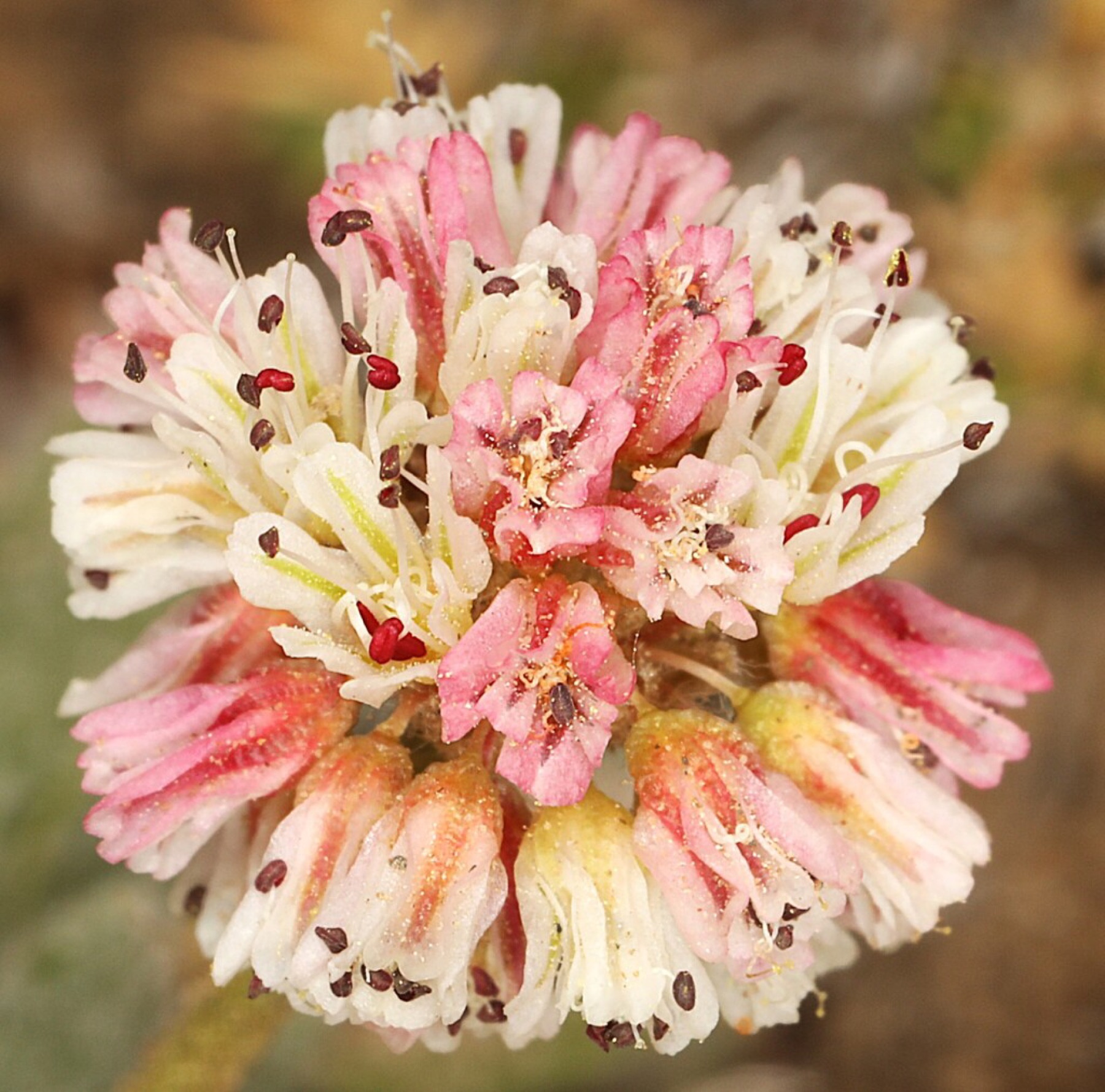 Raspberry Buckwheat — photo 3