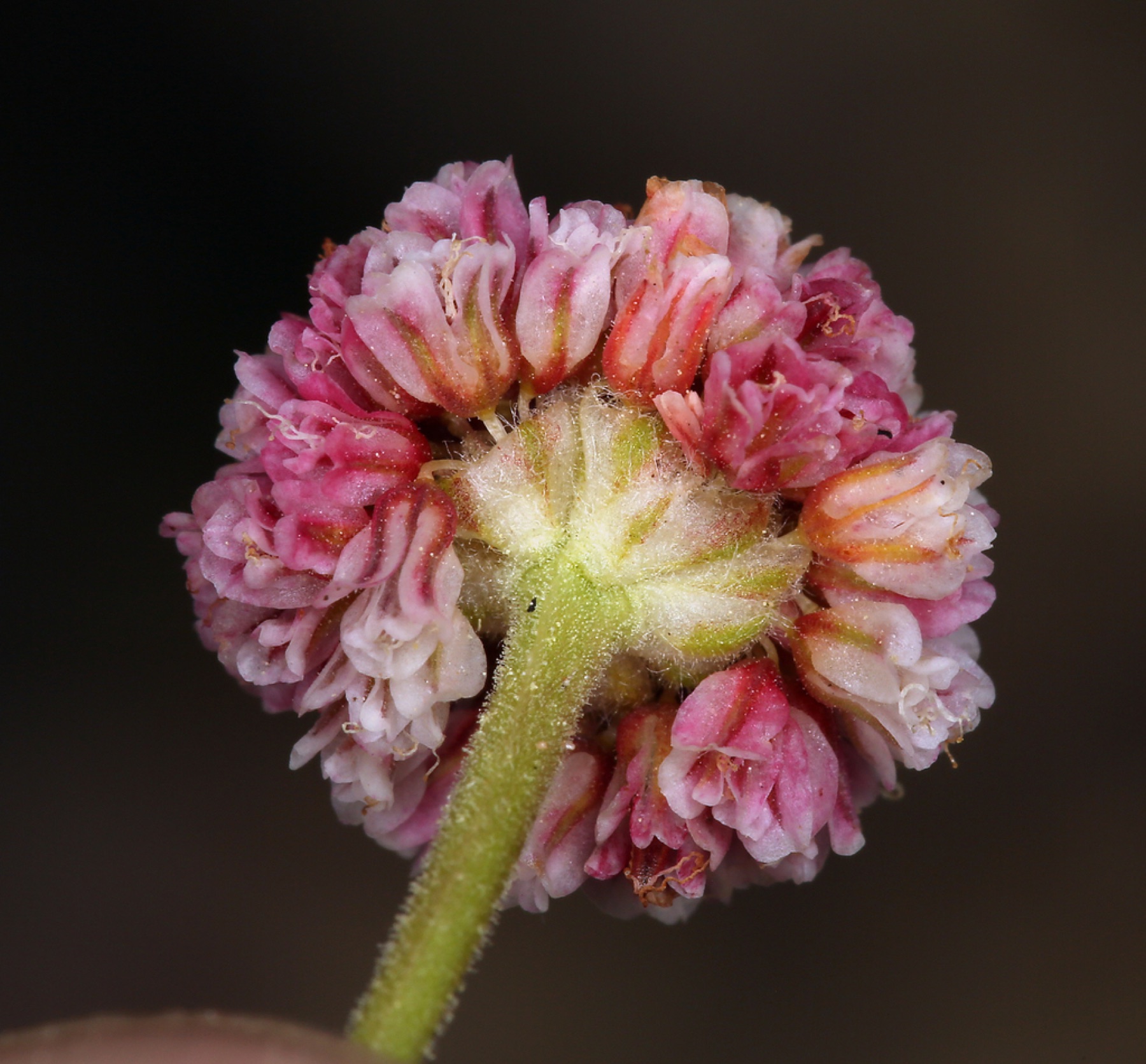 Raspberry Buckwheat — photo 4