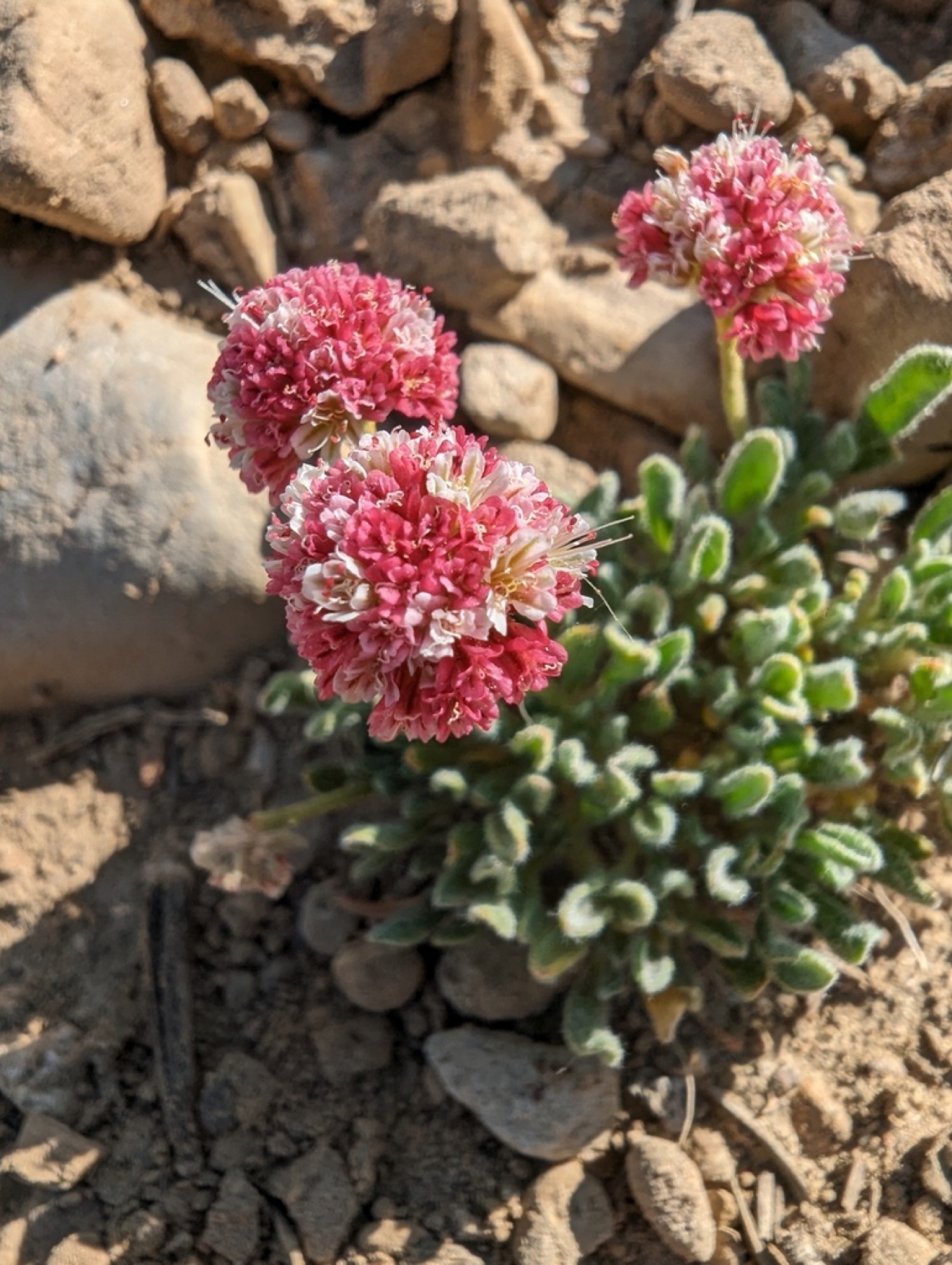 Raspberry Buckwheat — photo 5