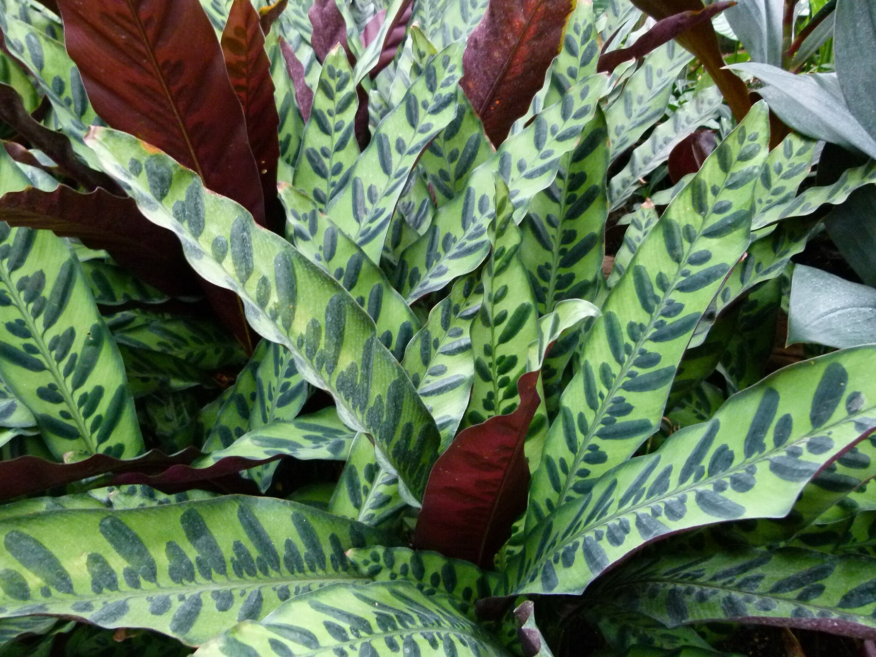 Rattlesnake Plant — photo 6