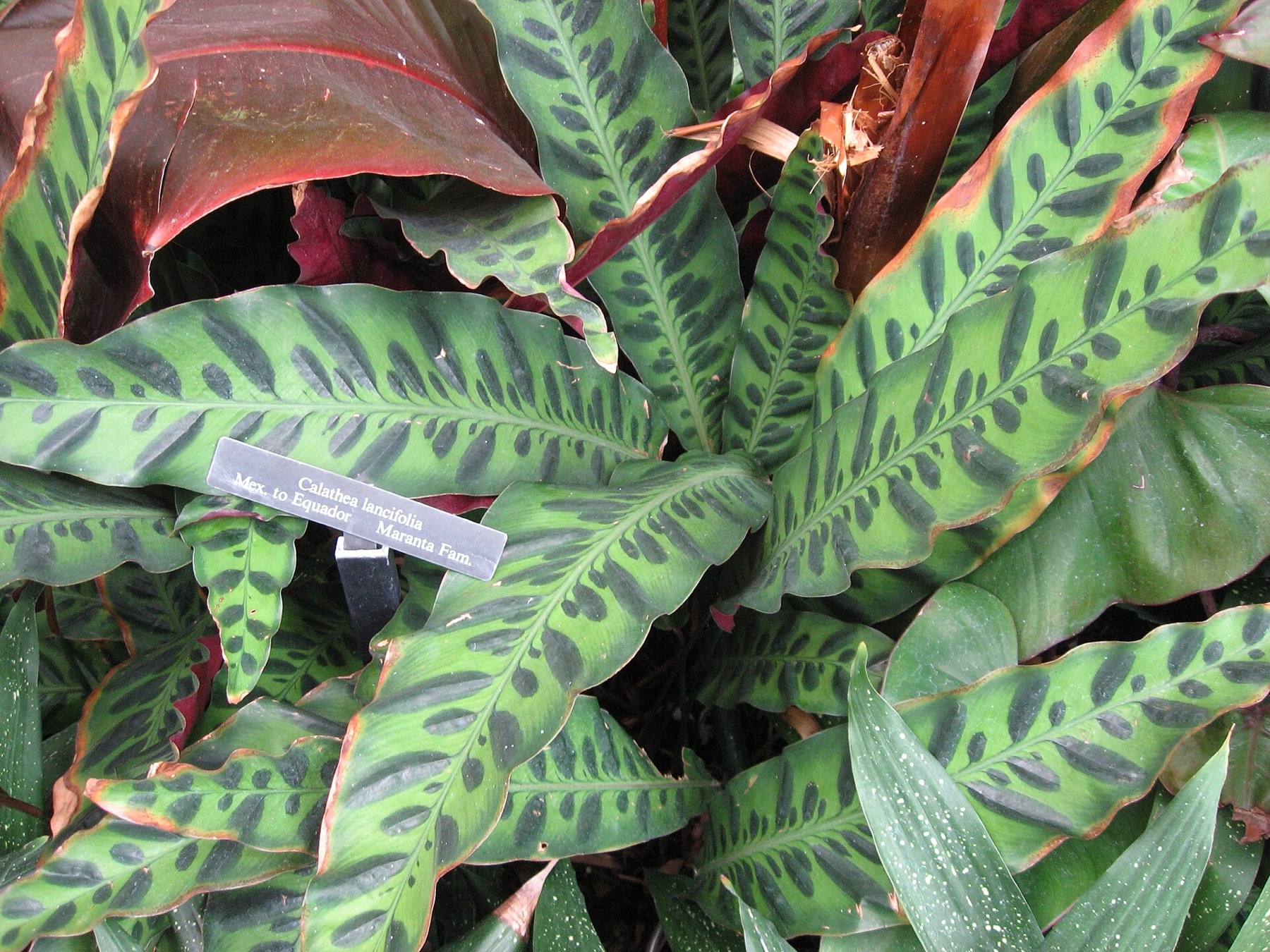 Rattlesnake Plant — photo 7