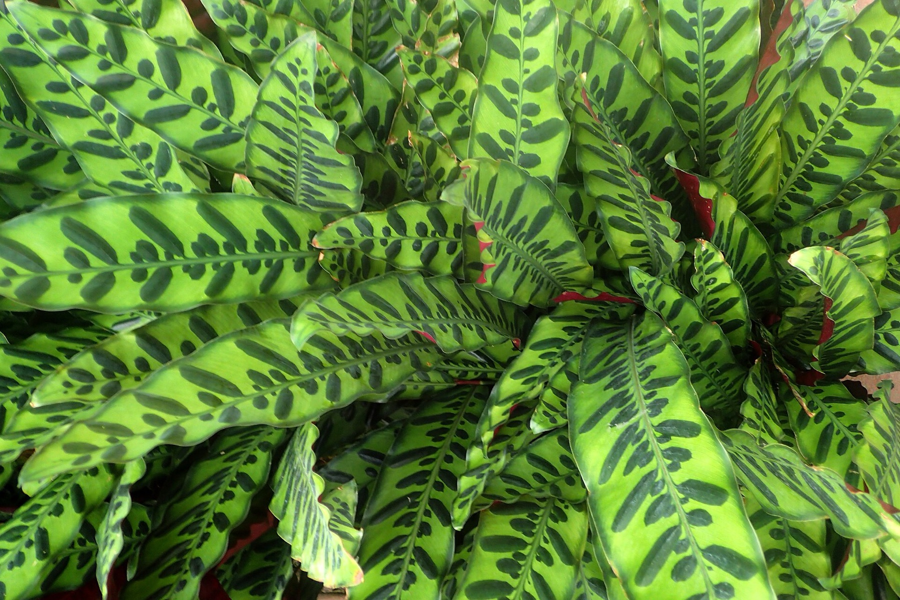 Rattlesnake Plant — photo 8