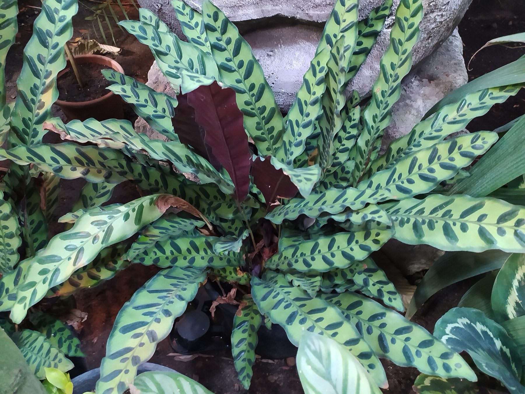Rattlesnake Plant — photo 9