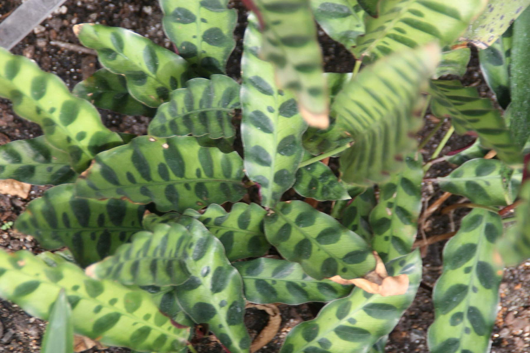 Rattlesnake Plant — photo 10