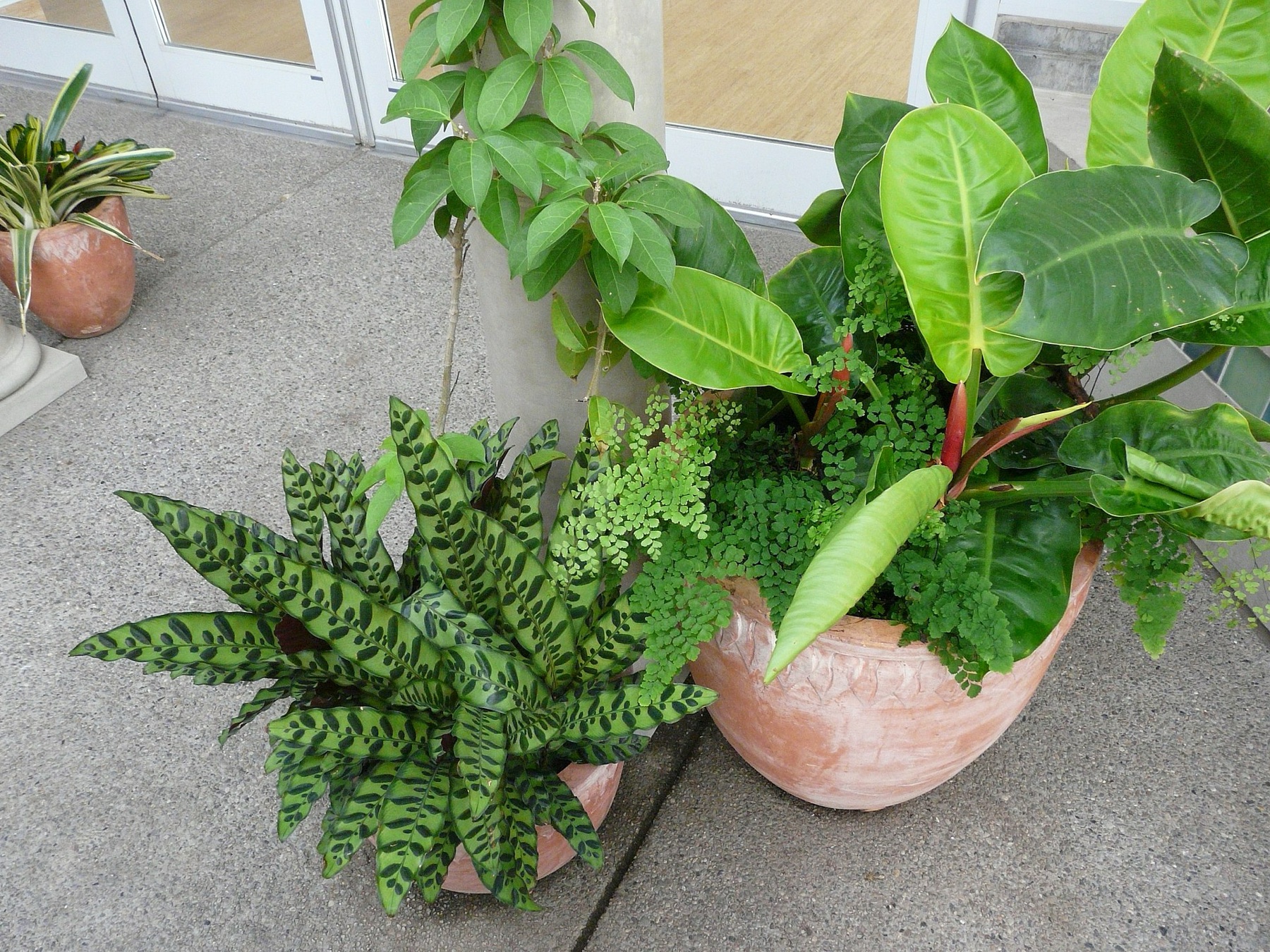 Rattlesnake Plant — photo 11