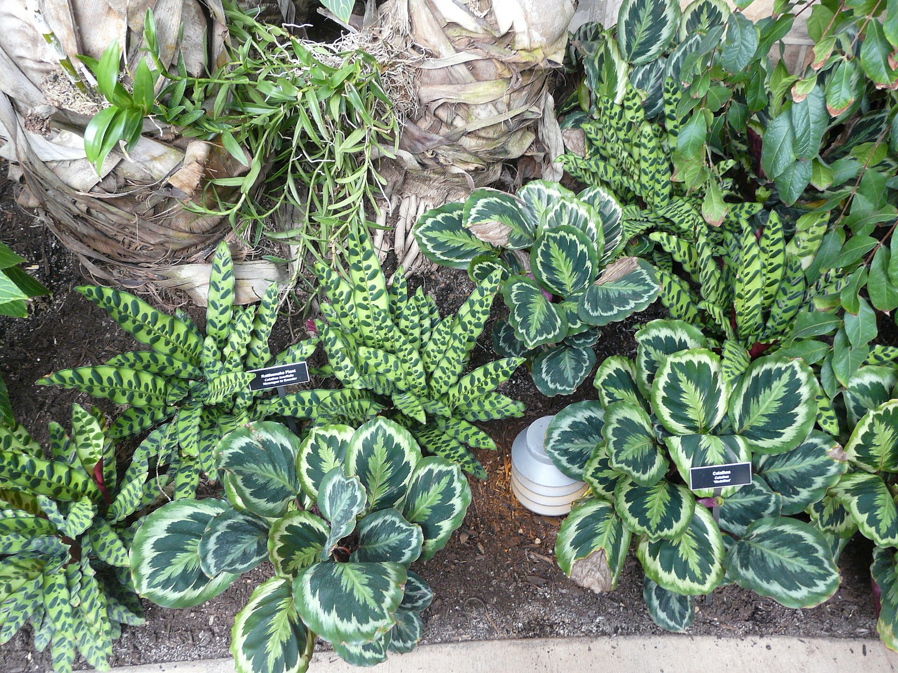 Rattlesnake Plant — photo 12
