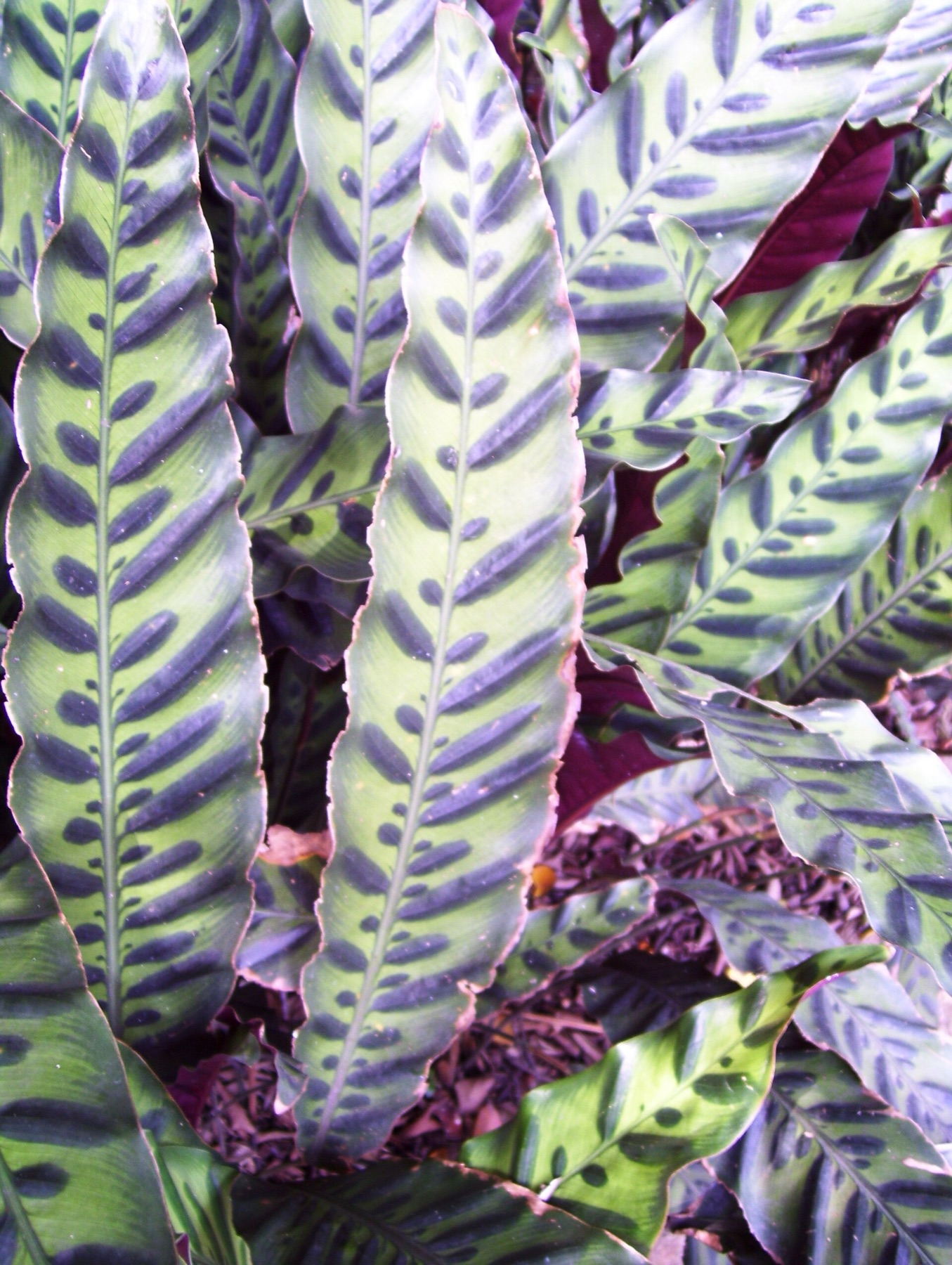 Rattlesnake Plant — photo 13