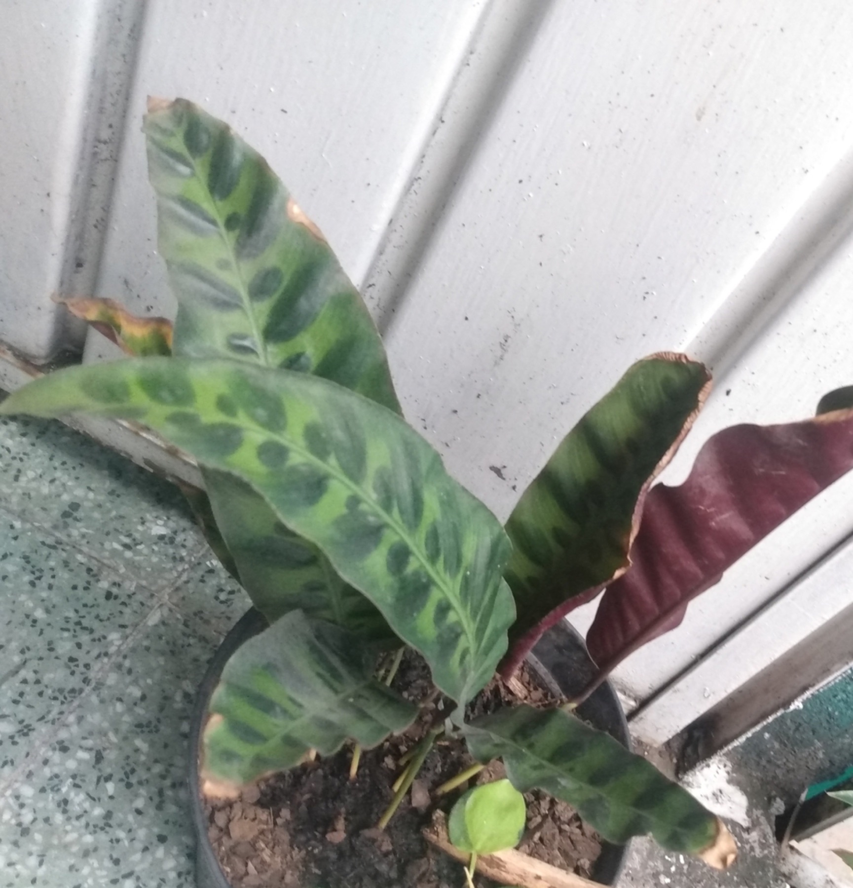 Rattlesnake Plant — photo 14