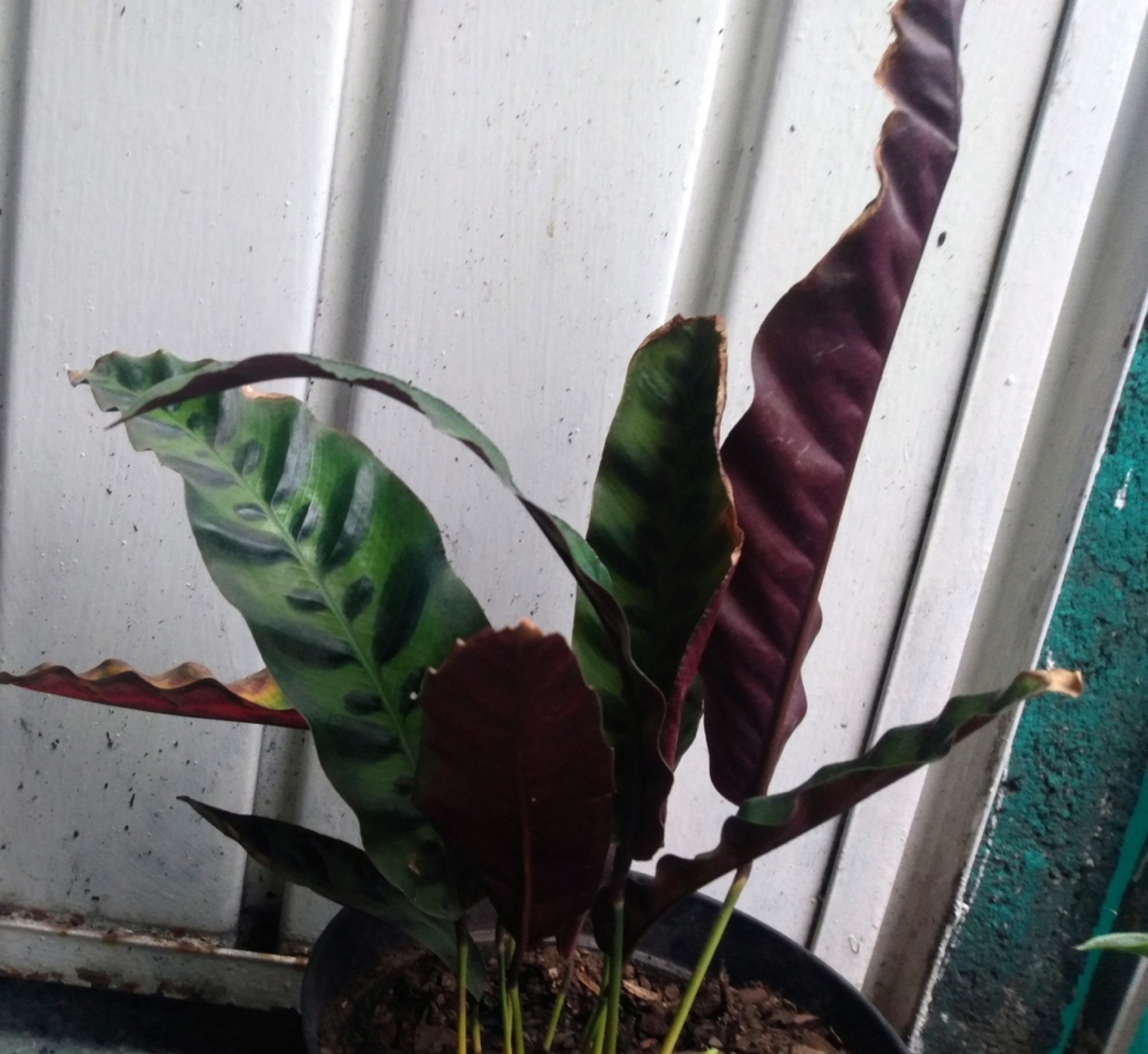 Rattlesnake Plant — photo 15