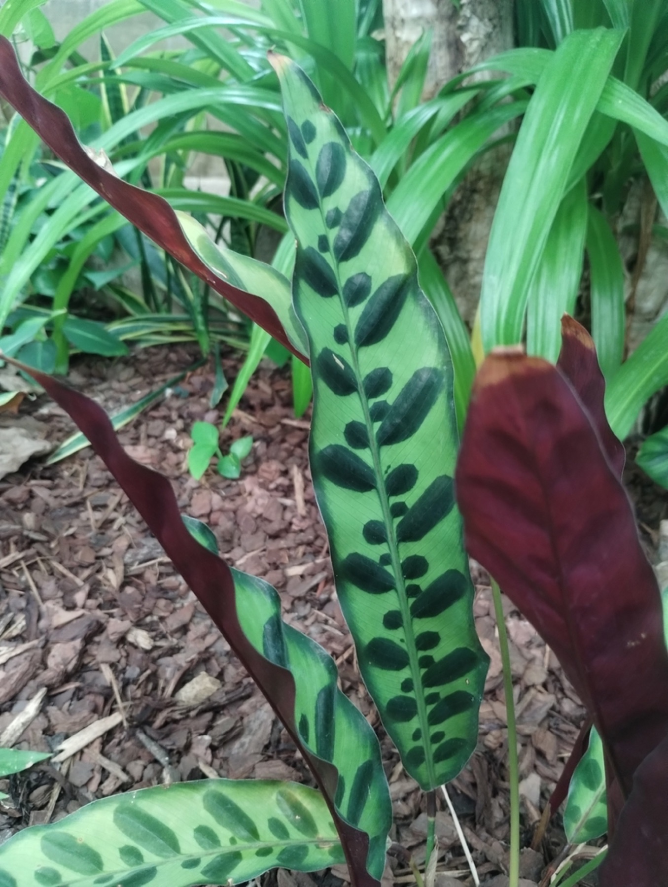 Rattlesnake Plant — photo 16