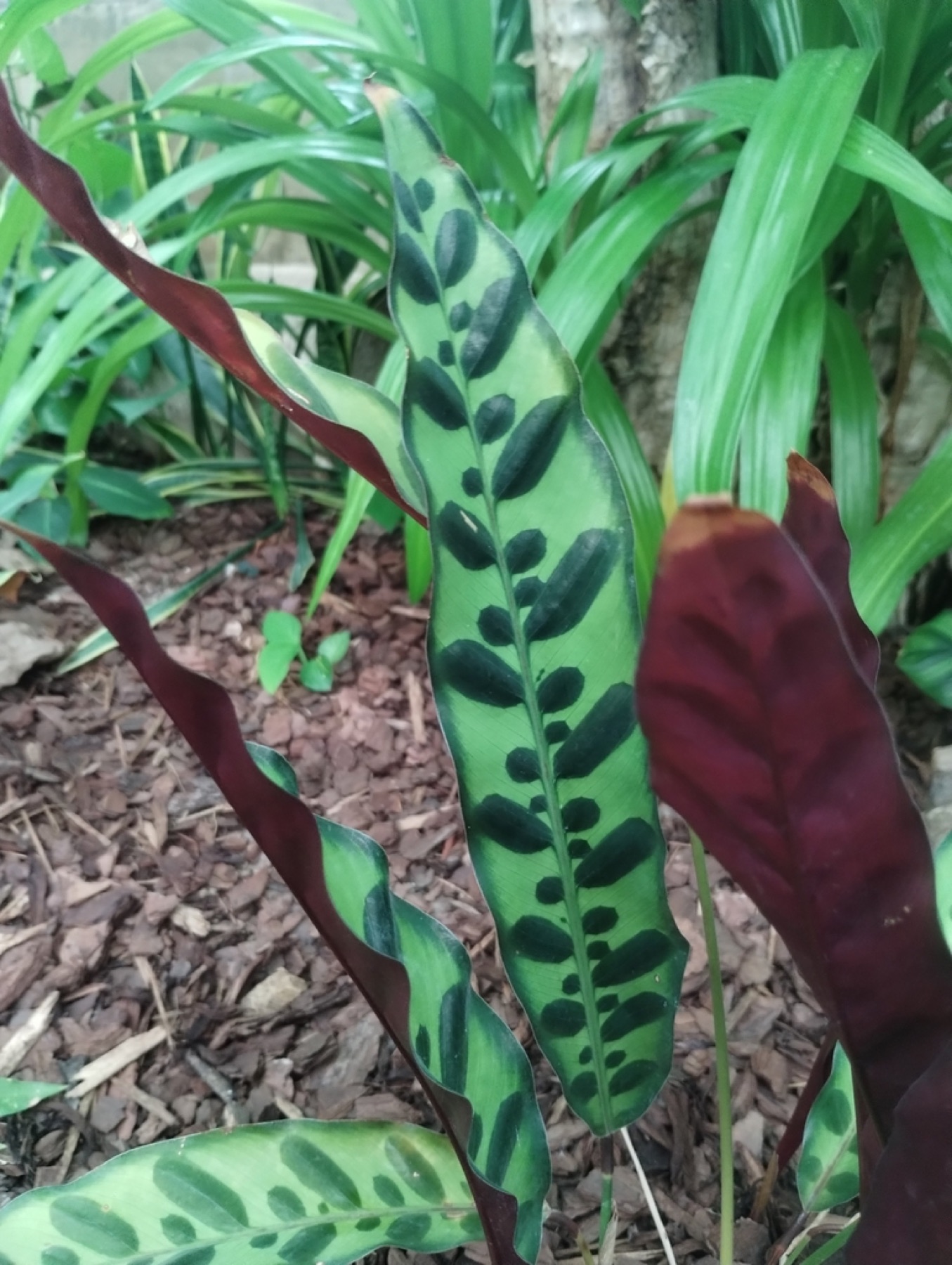 Rattlesnake Plant — photo 17