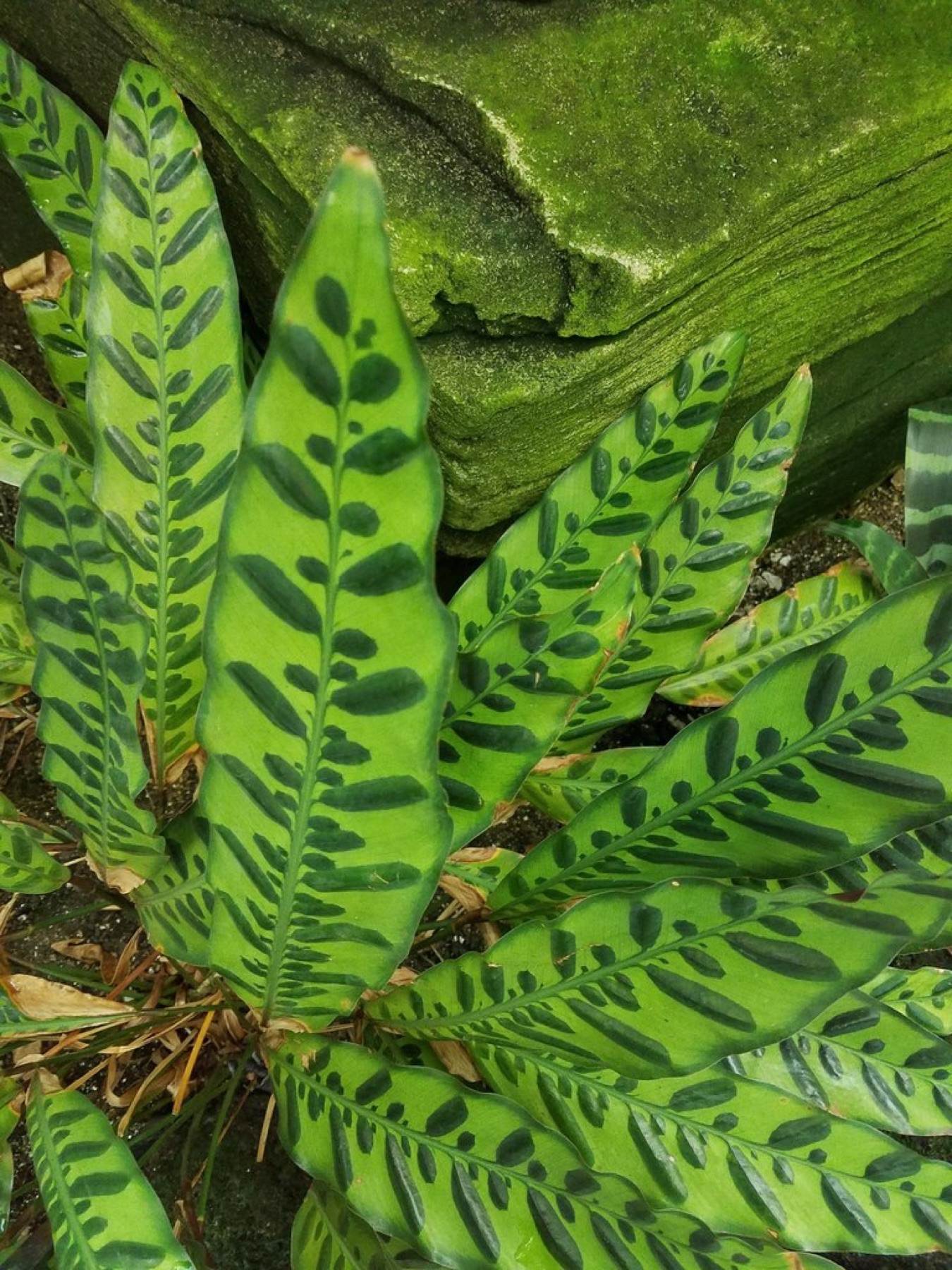 Rattlesnake Plant — photo 18