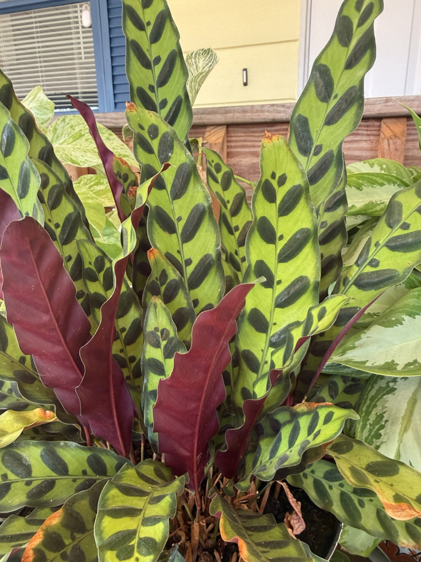 Rattlesnake Plant — photo 19